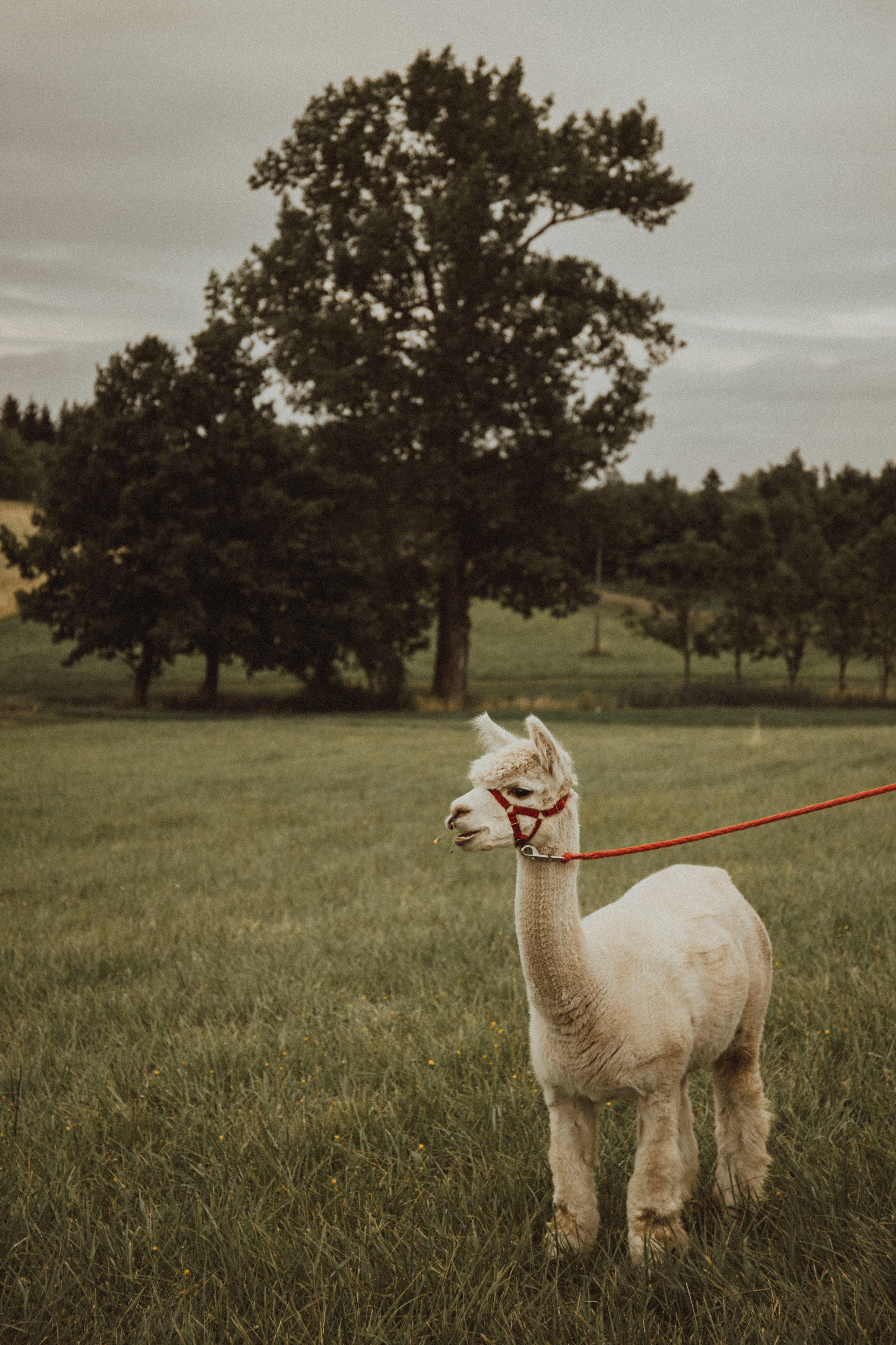 A ♡ O. Fotograf Mykhalchuk Inna Kraków