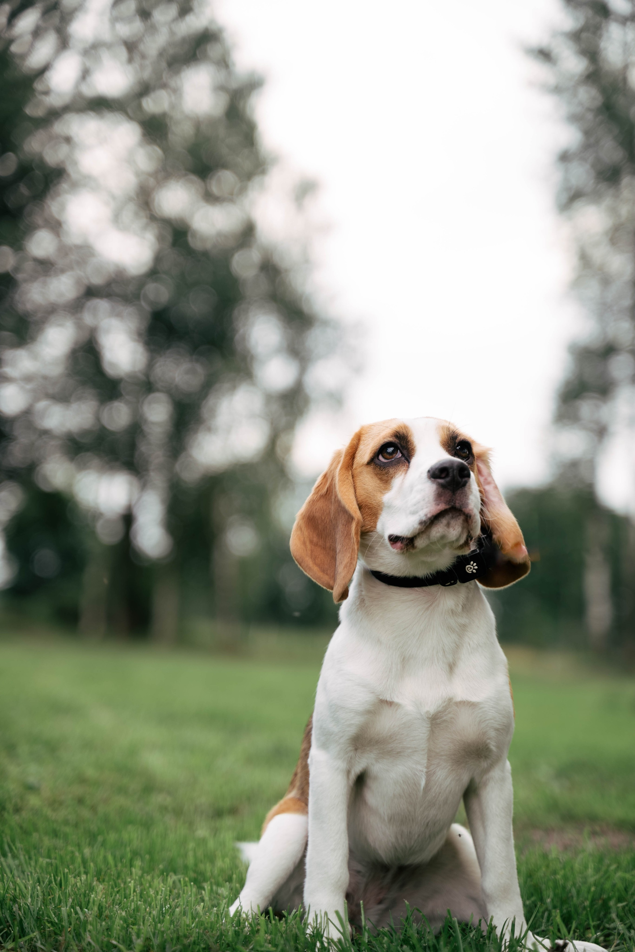 Loomad (PORA Fotograafia). Portree-, pere- ja ettevõtmiste fotograaf Tallinnas Miina Arop-Priidik