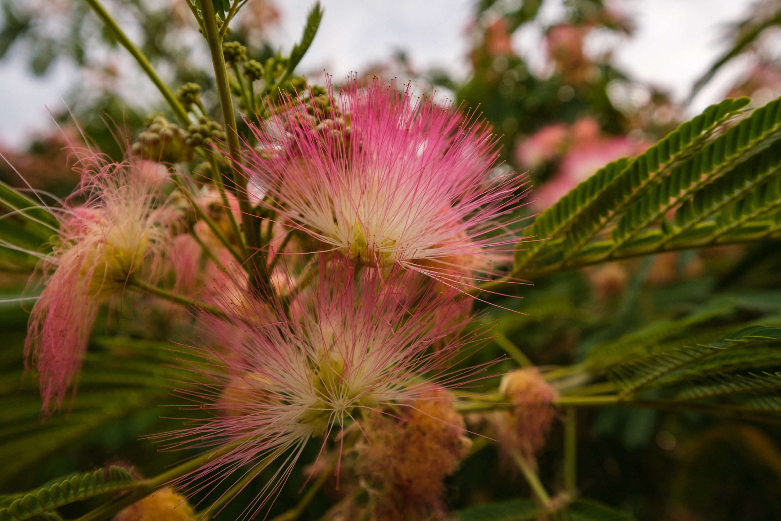 SIGMA 10-18mm DC DN (X-mount). Фотограф Григорий Кравец