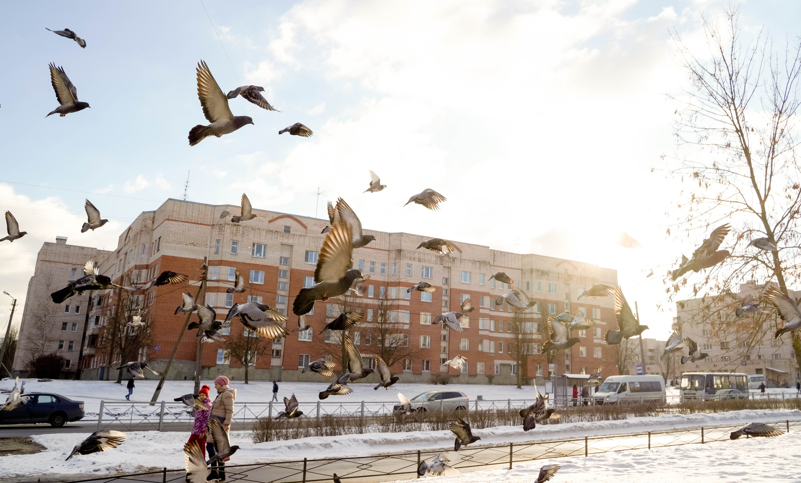 Пернатый психоз. Стрит-фотография, полная абсурда, идиотизма и красоты