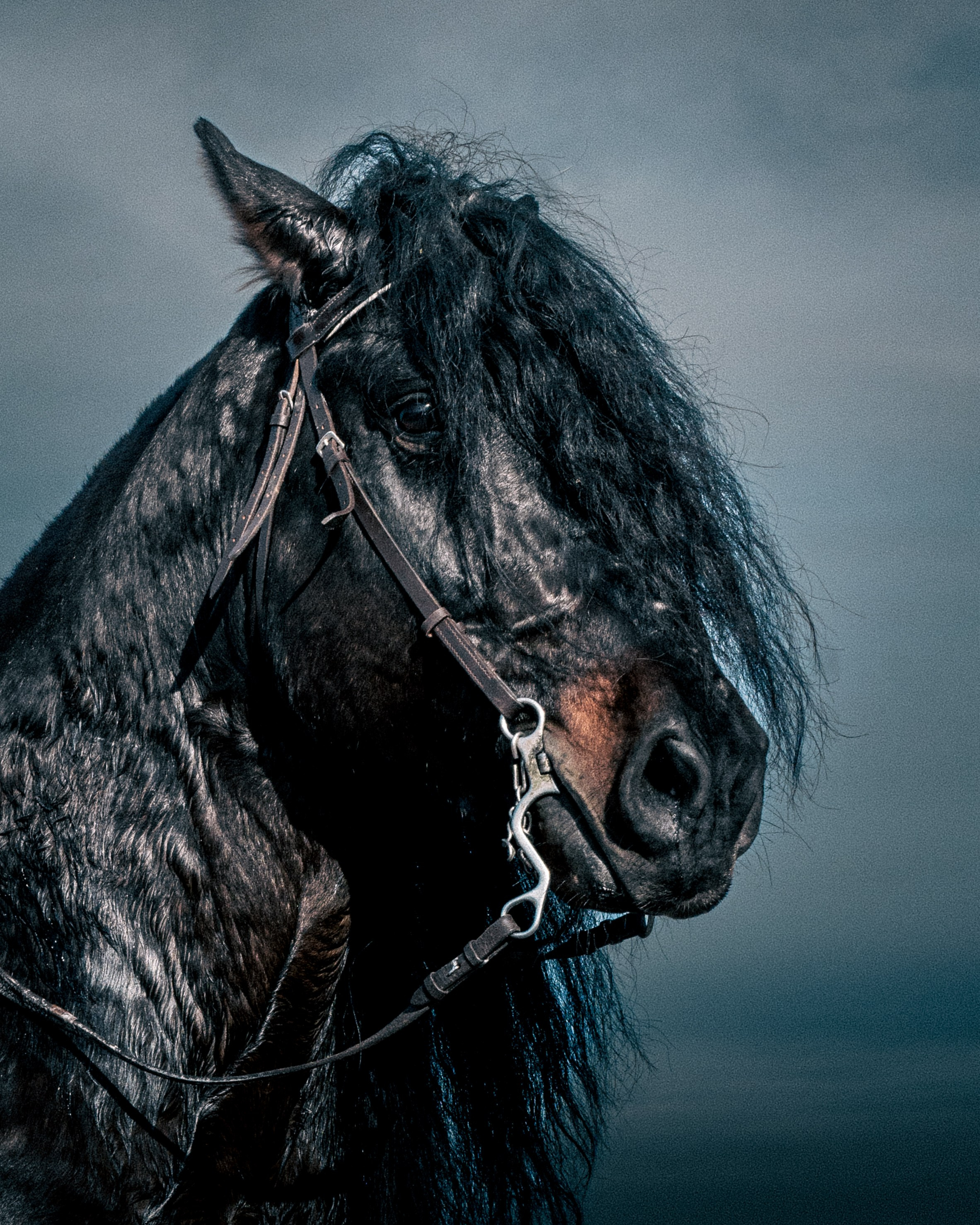 Portrait Gallery — Scarlet & Midnight. ShutterSquad.ro