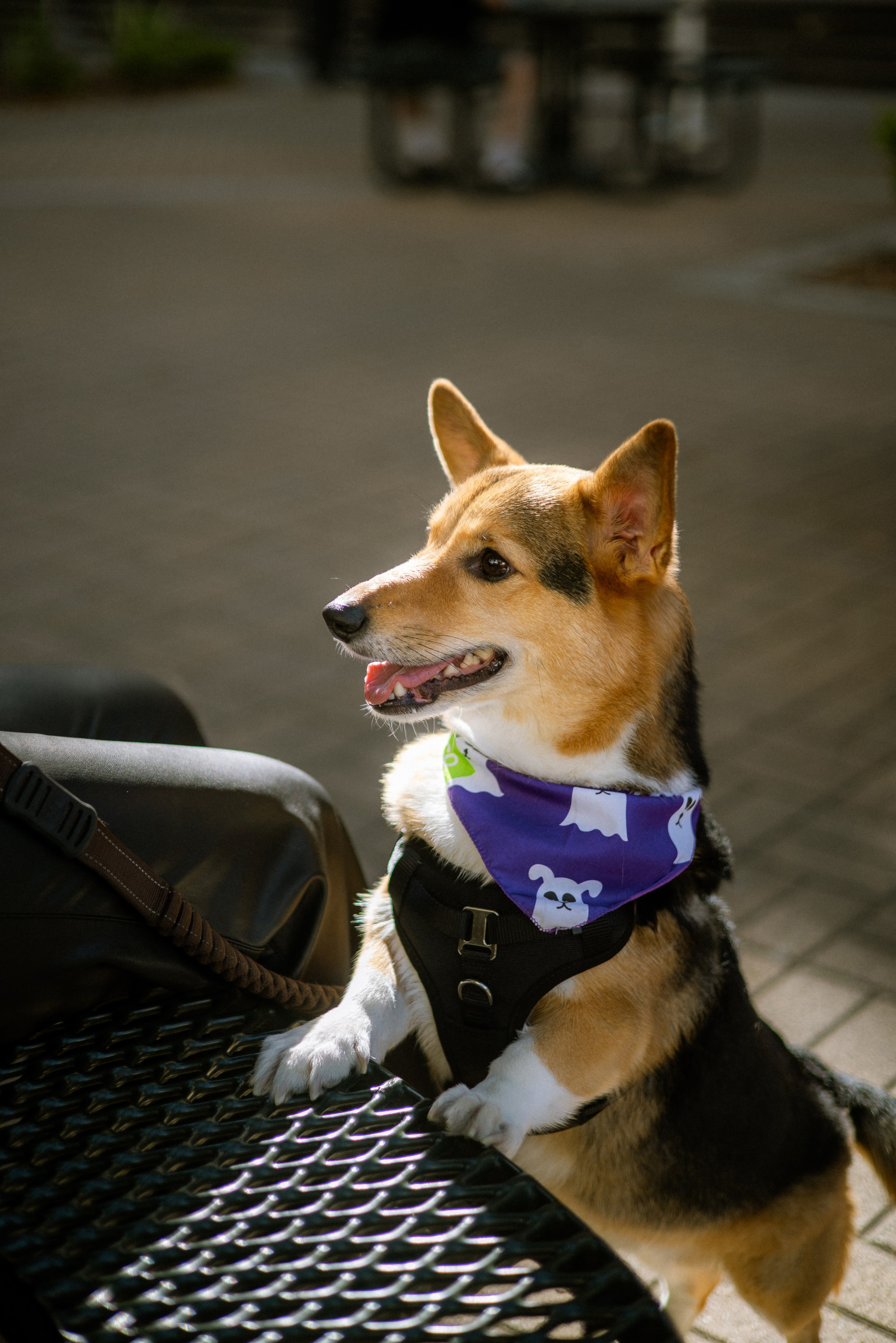 Paws & Portraits. Photographer in Los Angeles. Julia Ishmuratova