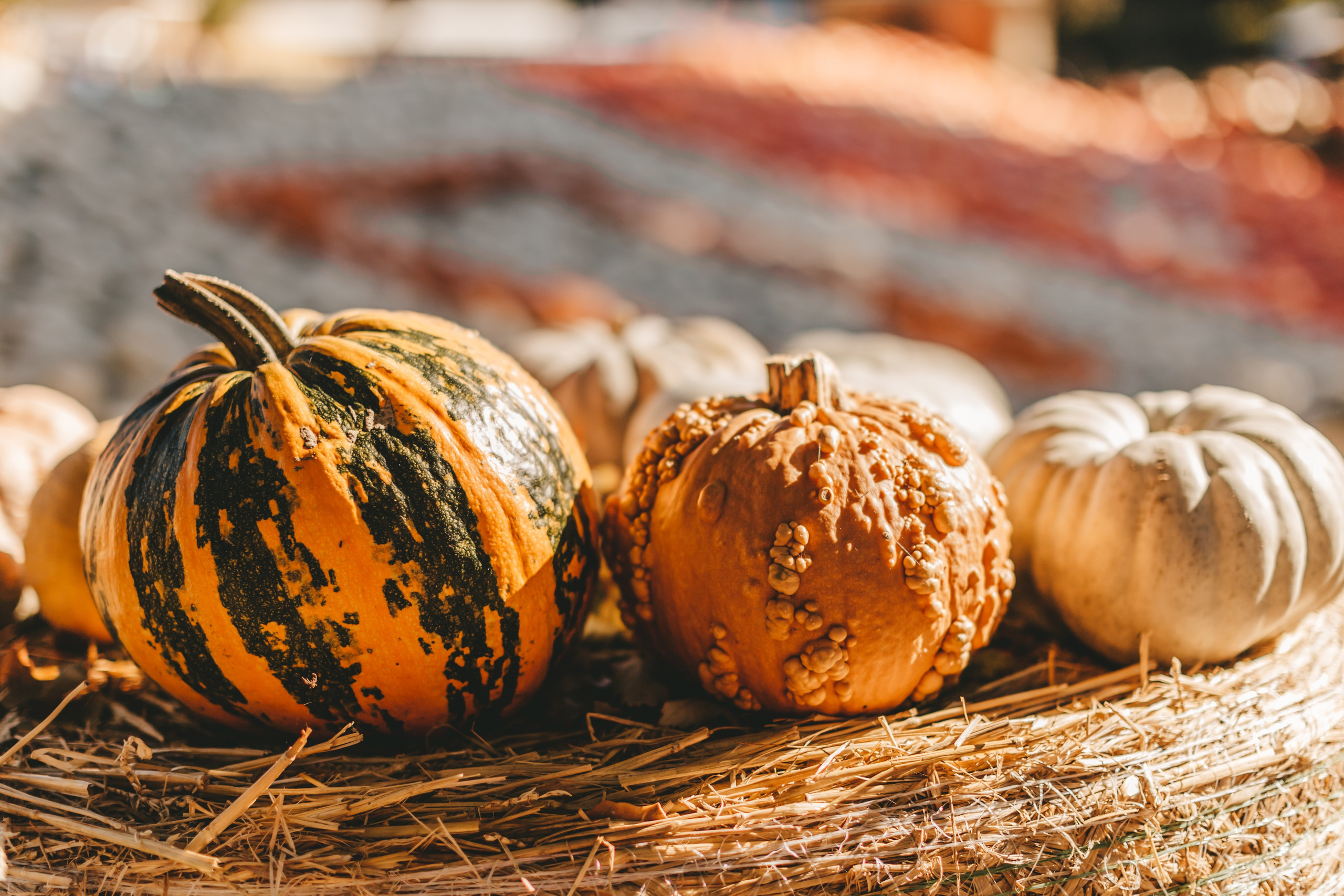 Фестиваль тыкв в Людвигсбурге. Фотограф в Германии — Мария Чистякова