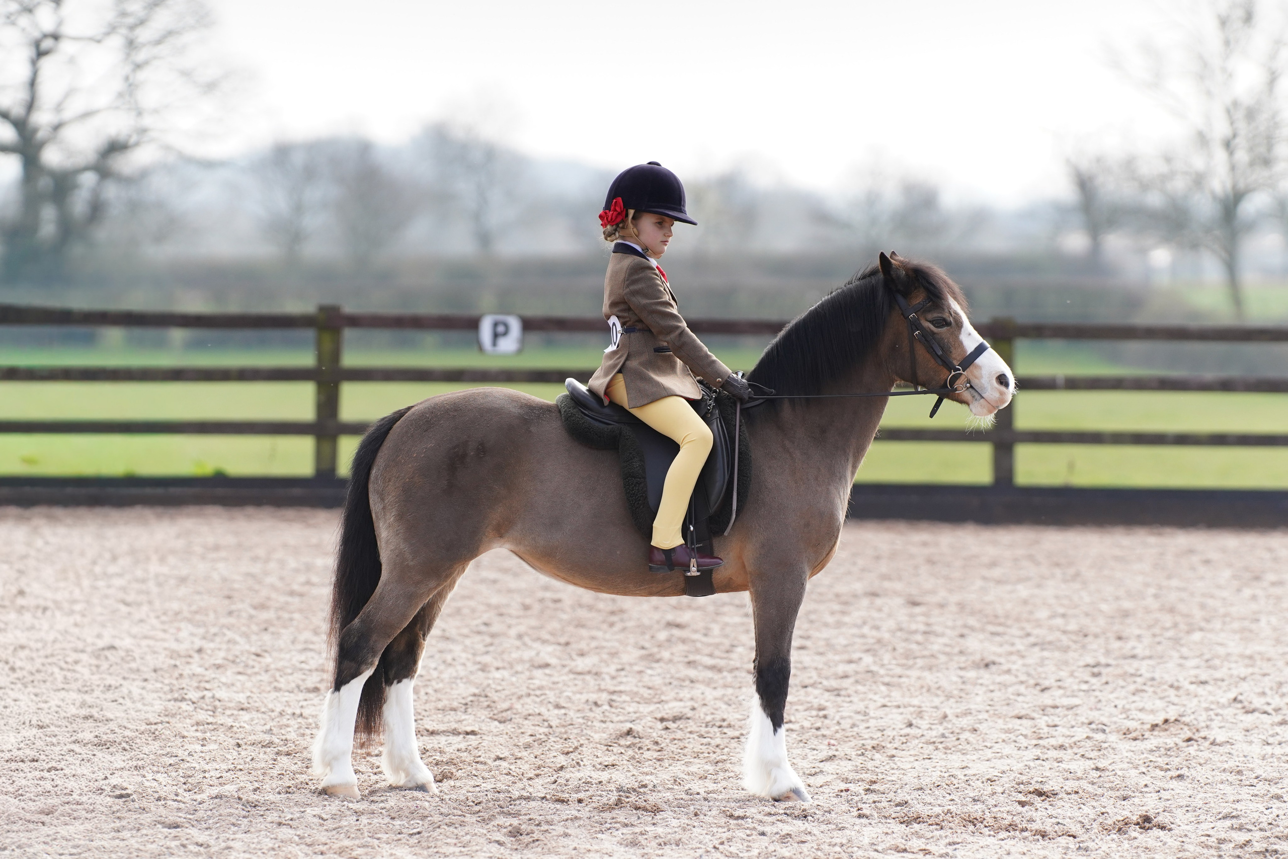 Showing. Leicestershire Equine Photography by El | Authentic Equine Portraits & Events