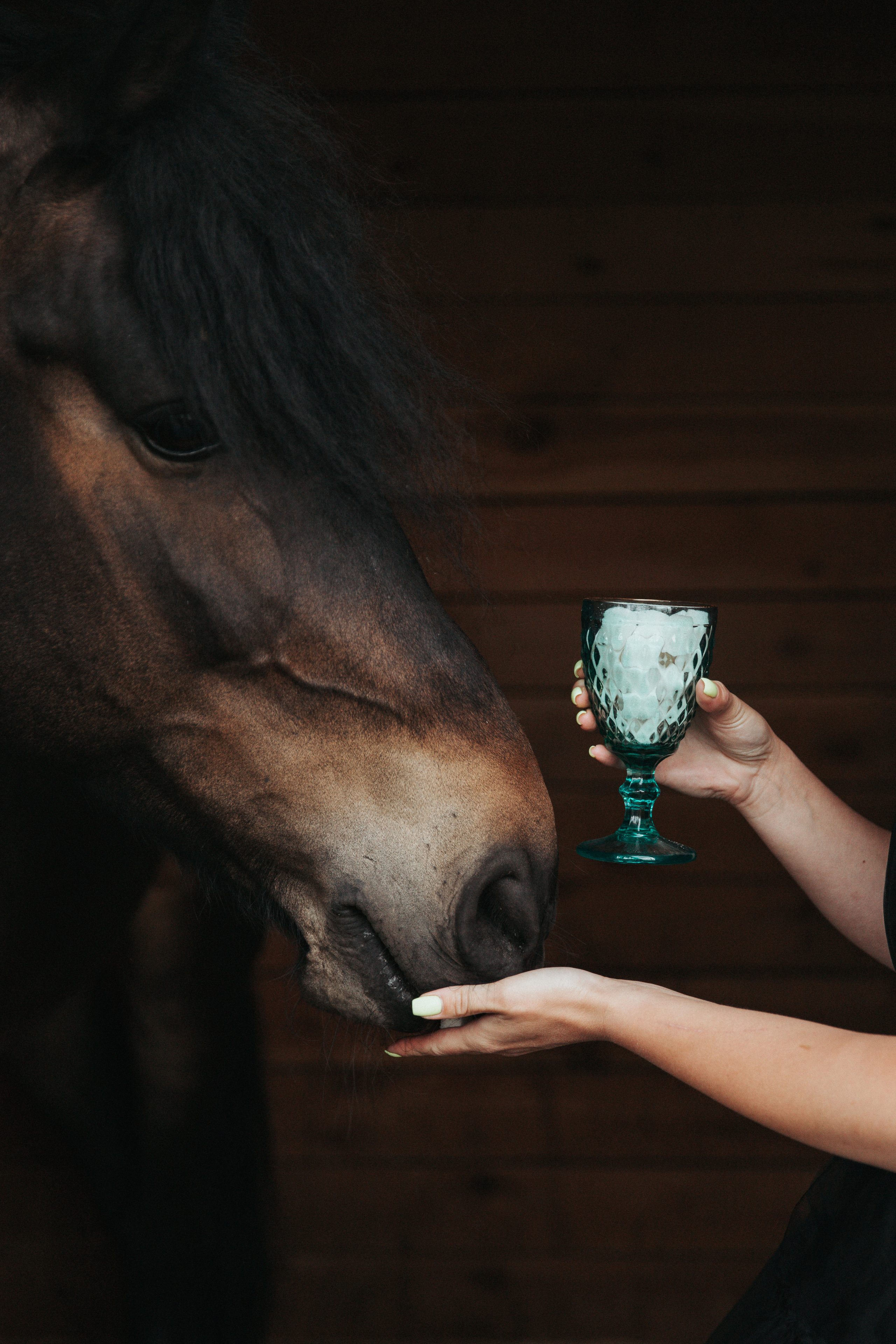 Horse & Rider Photoshoots in Boston & New England