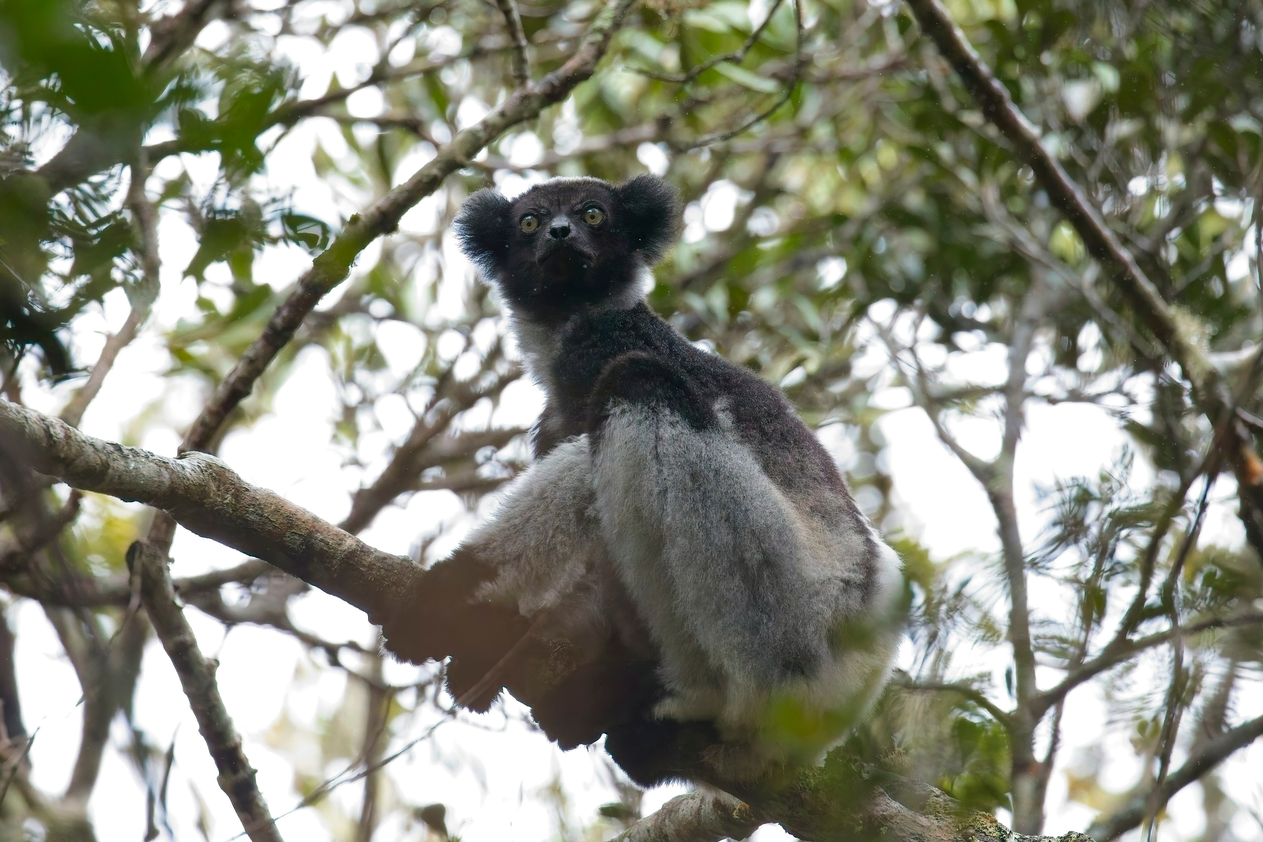 Madagascar. Amateur Nature Photographer