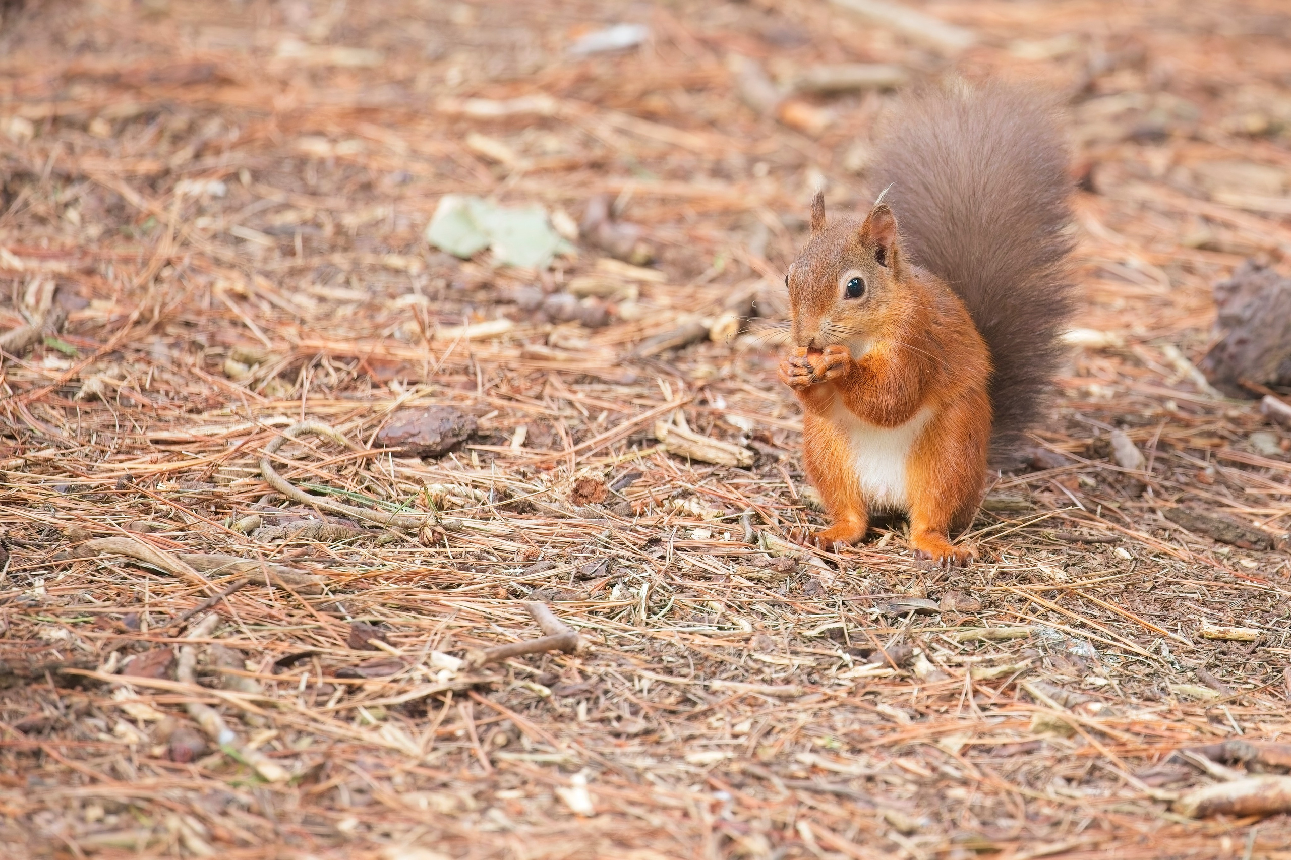 UK. Amateur Nature Photographer