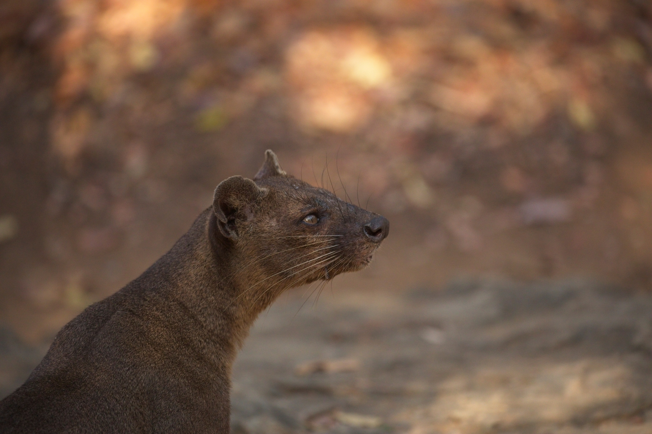 Madagascar. Amateur Nature Photographer