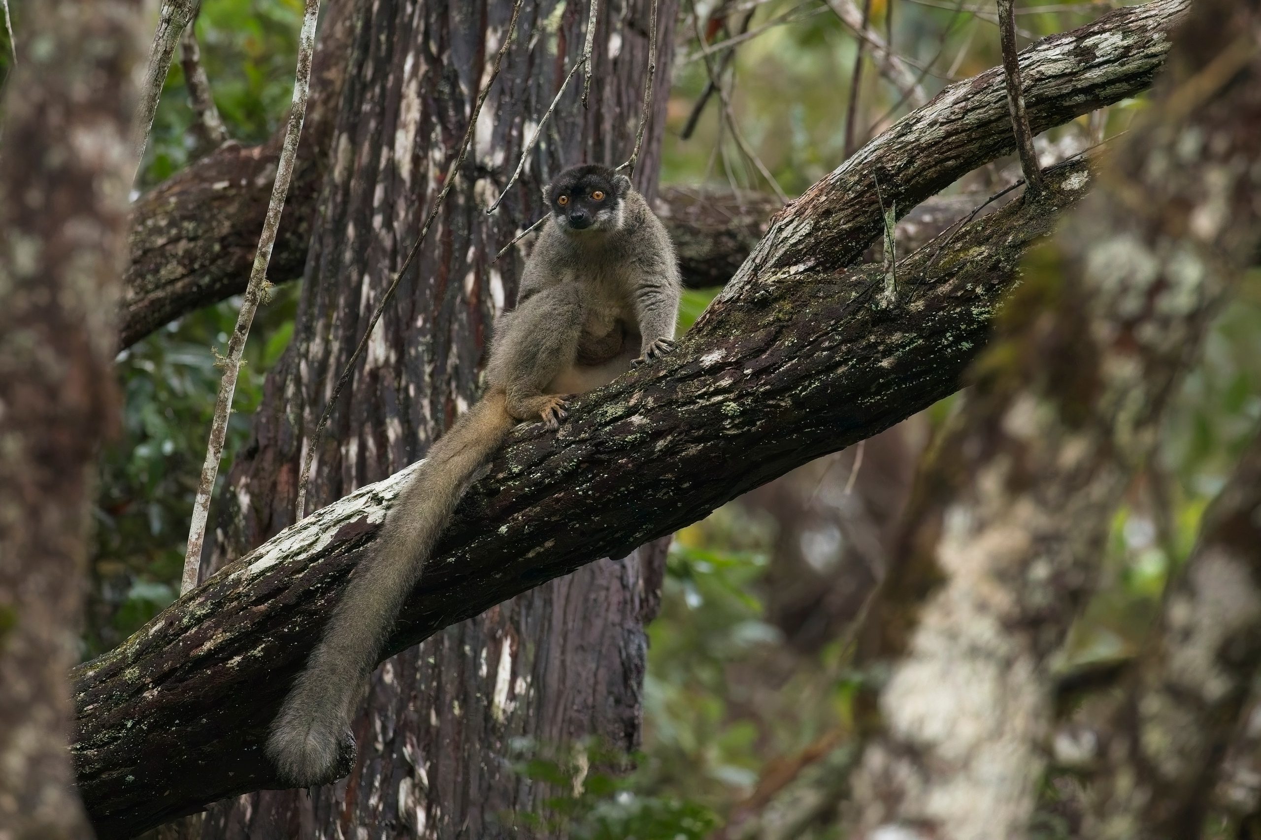 Madagascar. Amateur Nature Photographer