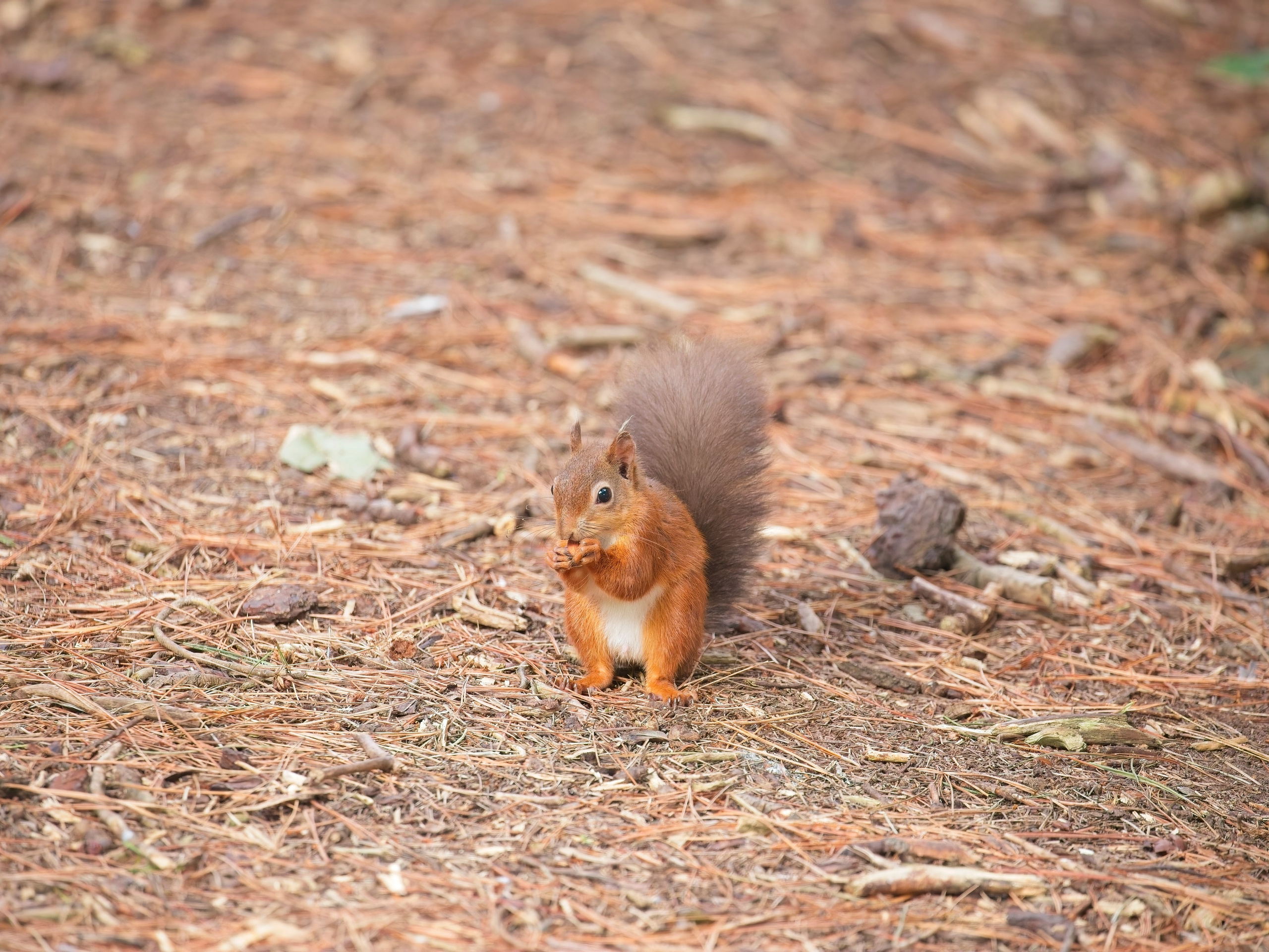 Amateur Nature Photographer