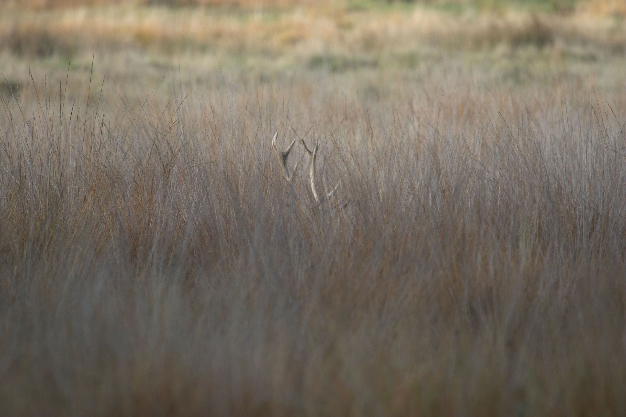 UK. Amateur Nature Photographer