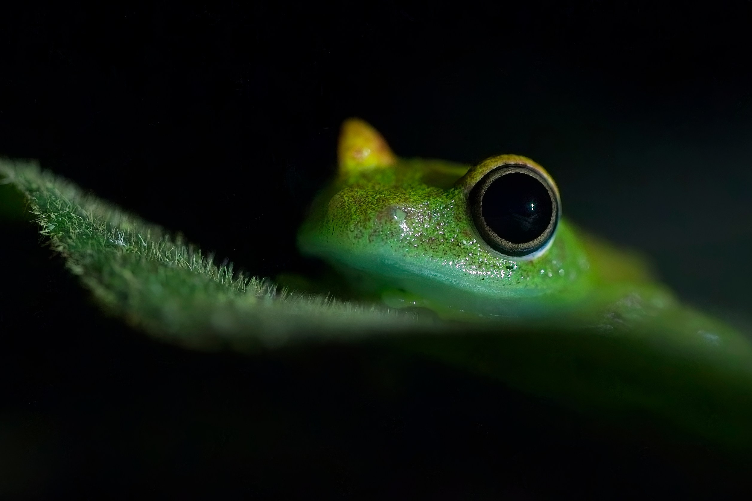 Madagascar. Amateur Nature Photographer