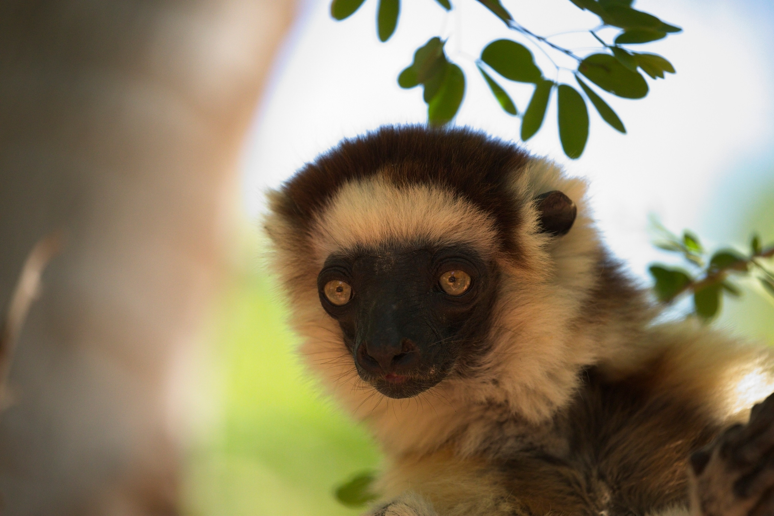 Madagascar. Amateur Nature Photographer