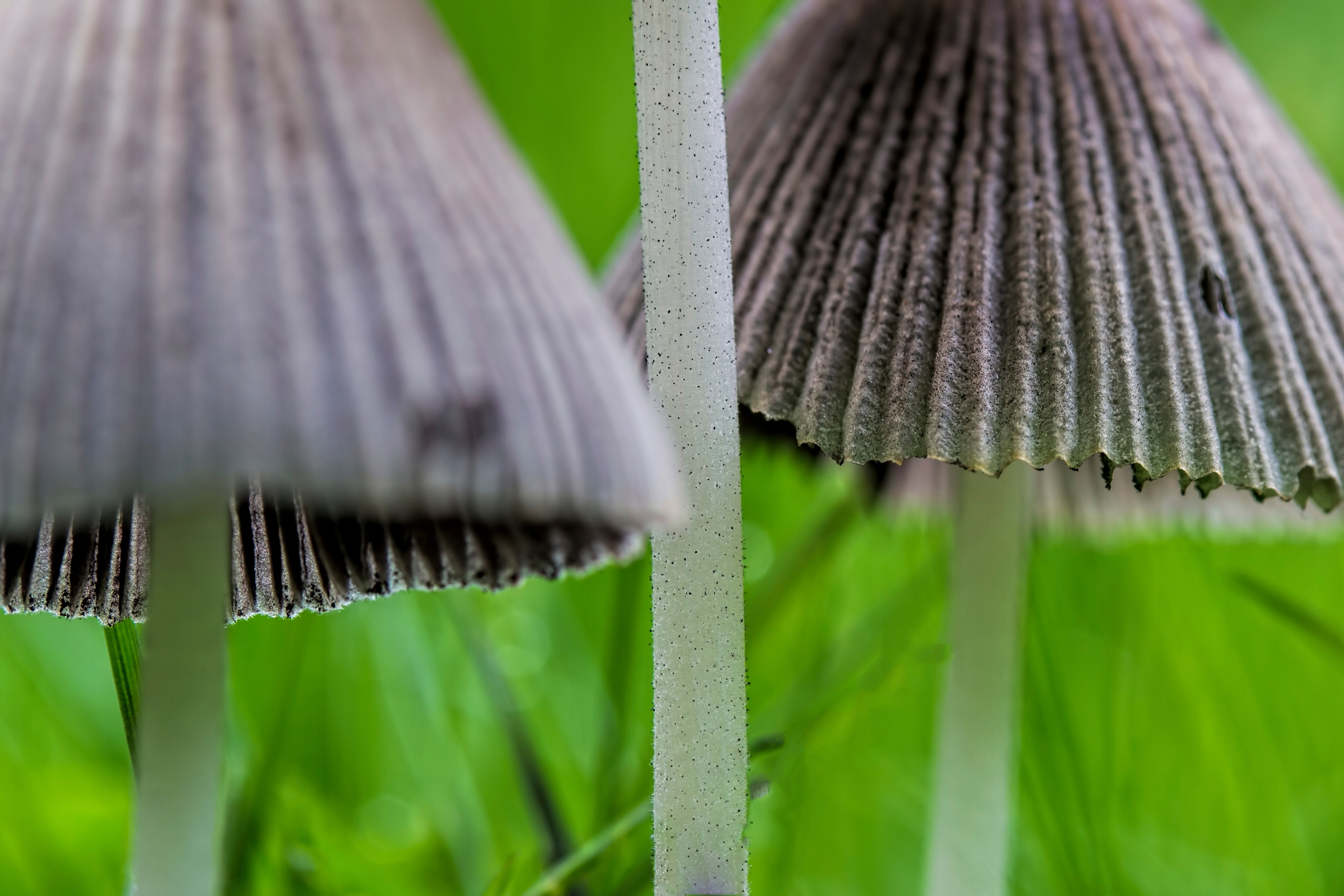 Macro. Amateur Nature Photographer