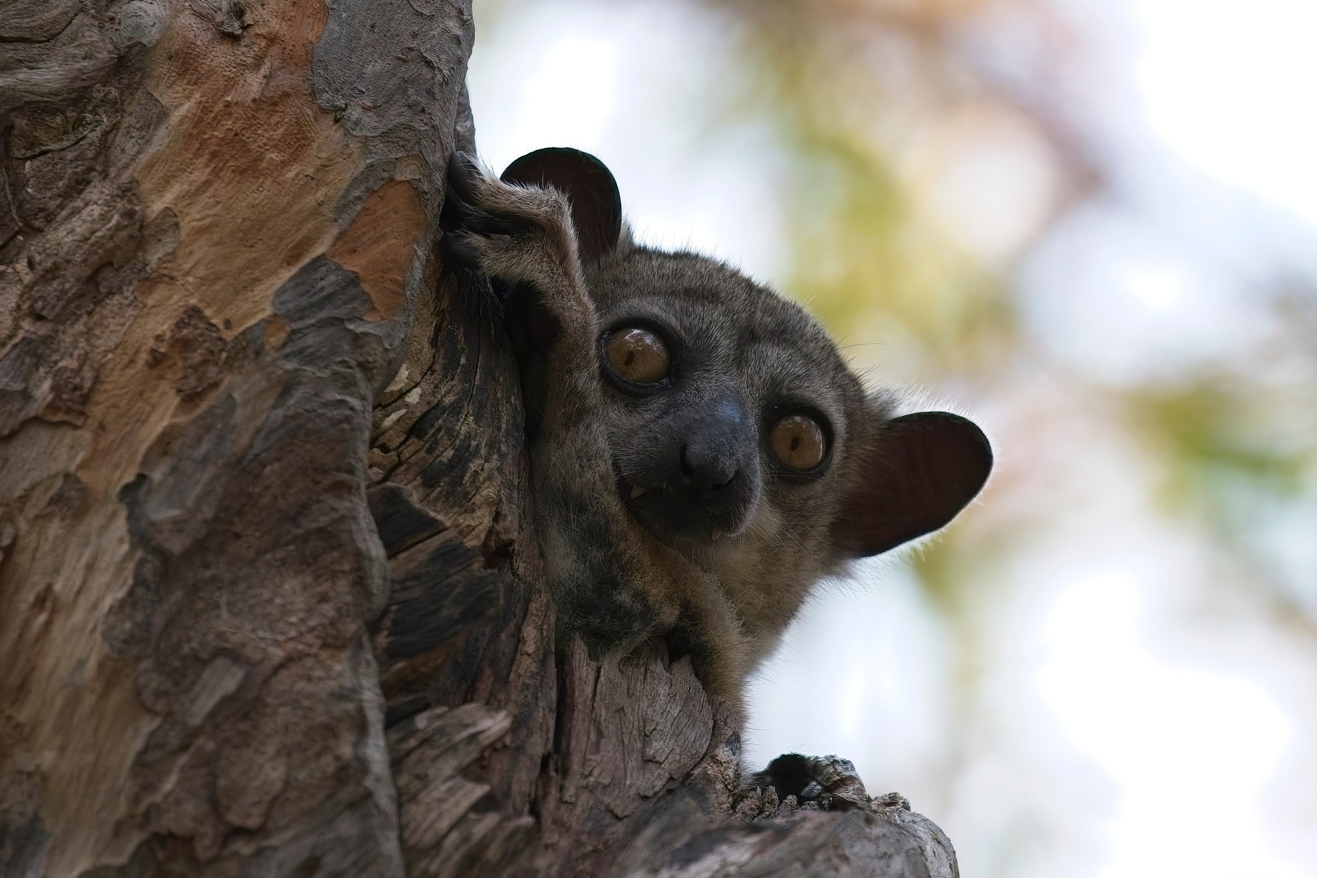 Madagascar. Amateur Nature Photographer