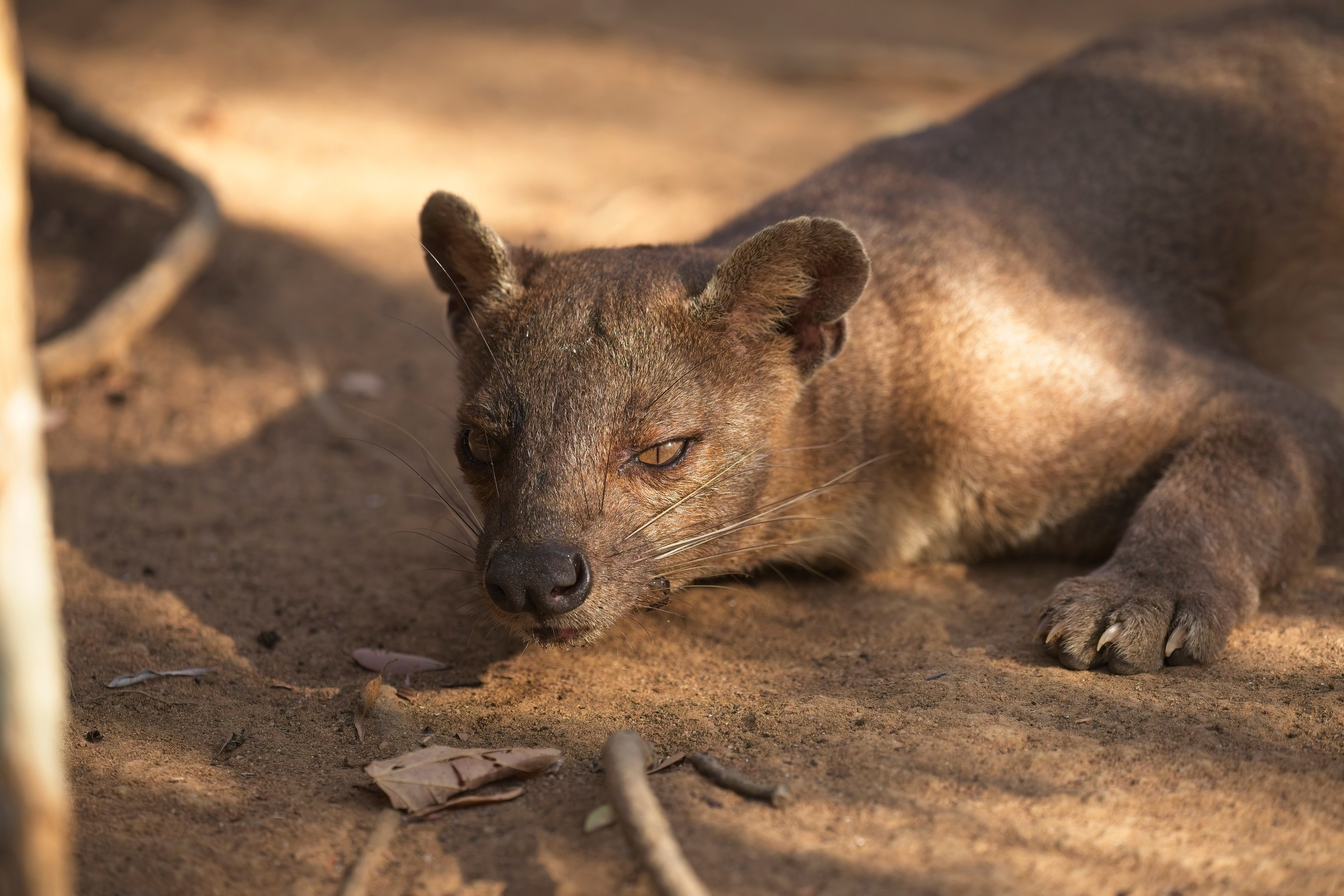 Madagascar. Amateur Nature Photographer