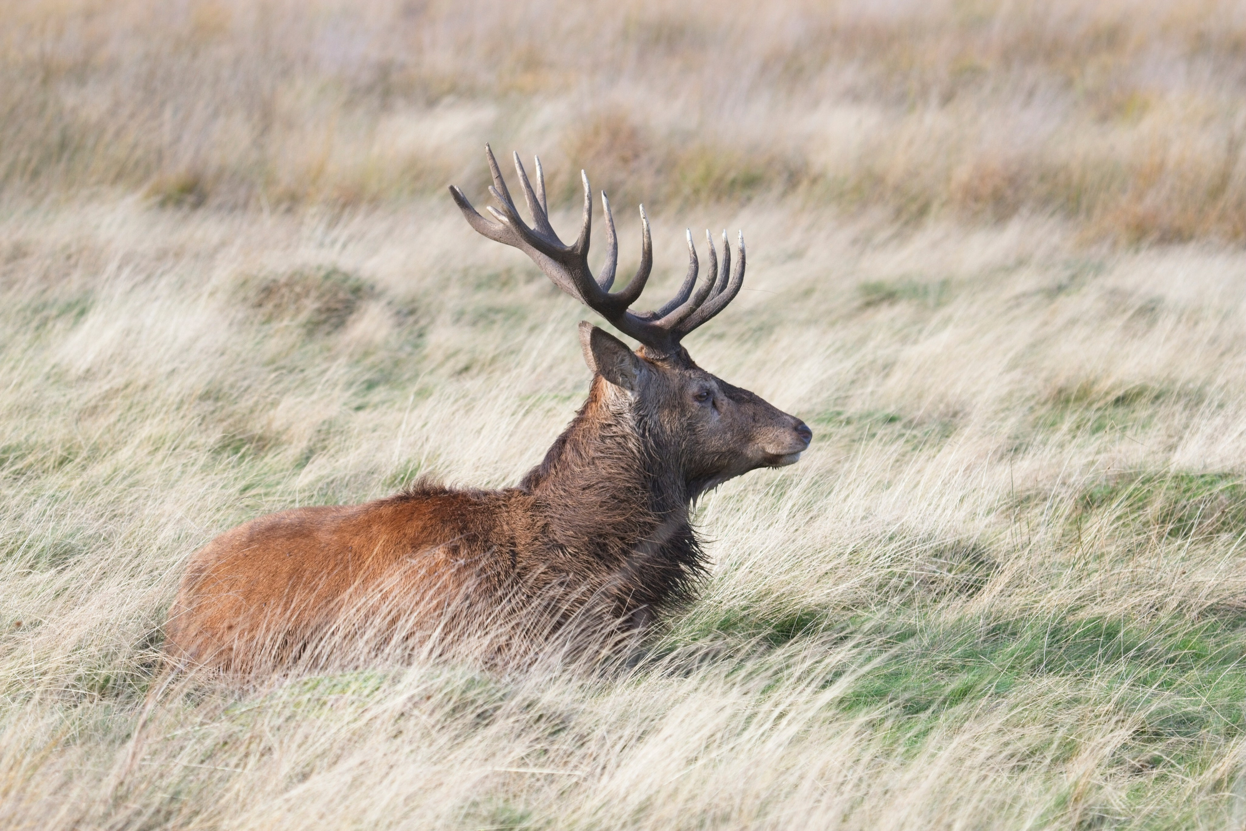 UK. Amateur Nature Photographer