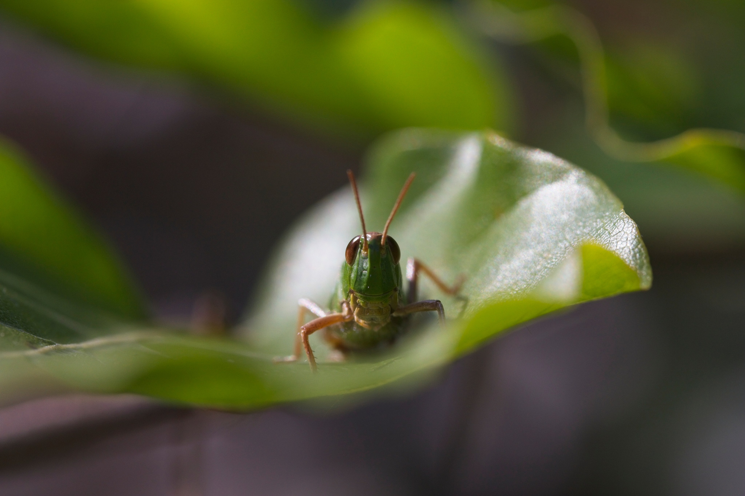 Macro. Amateur Nature Photographer