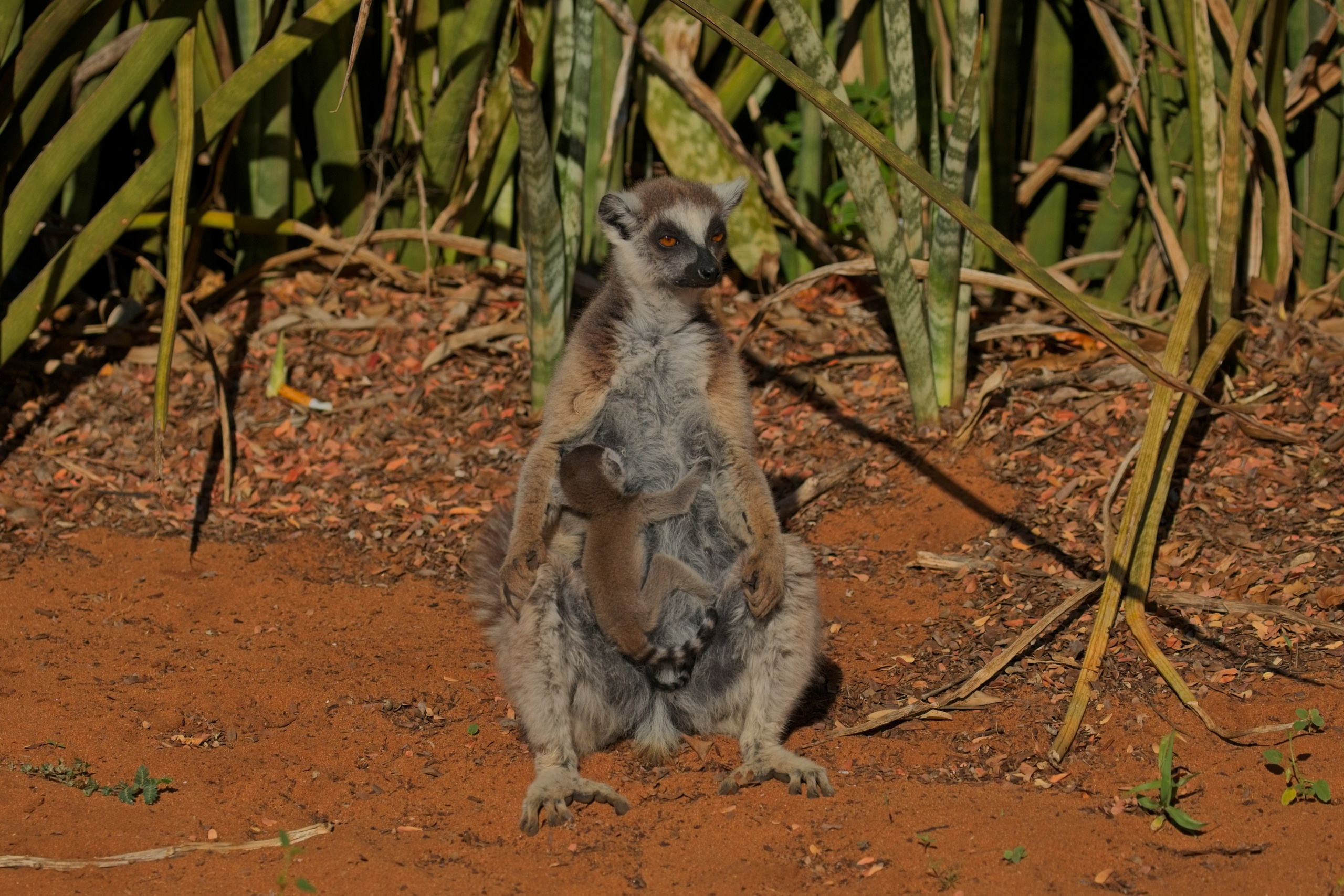 Madagascar. Amateur Nature Photographer