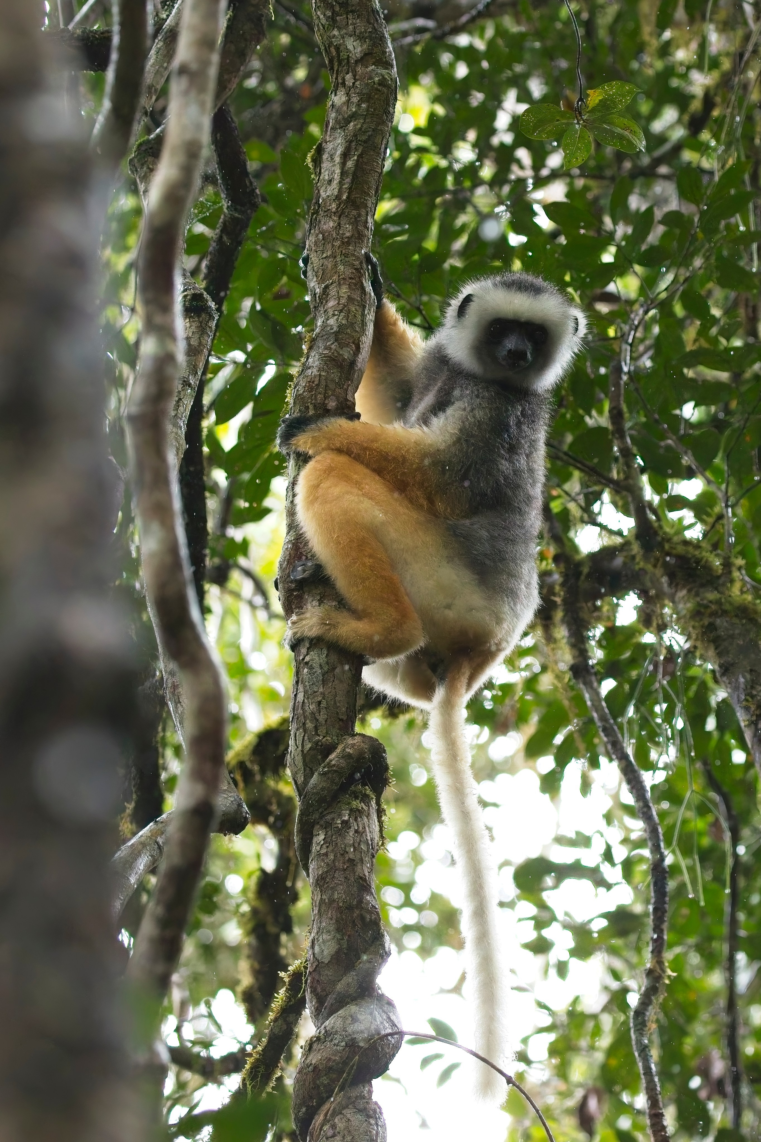 Madagascar. Amateur Nature Photographer