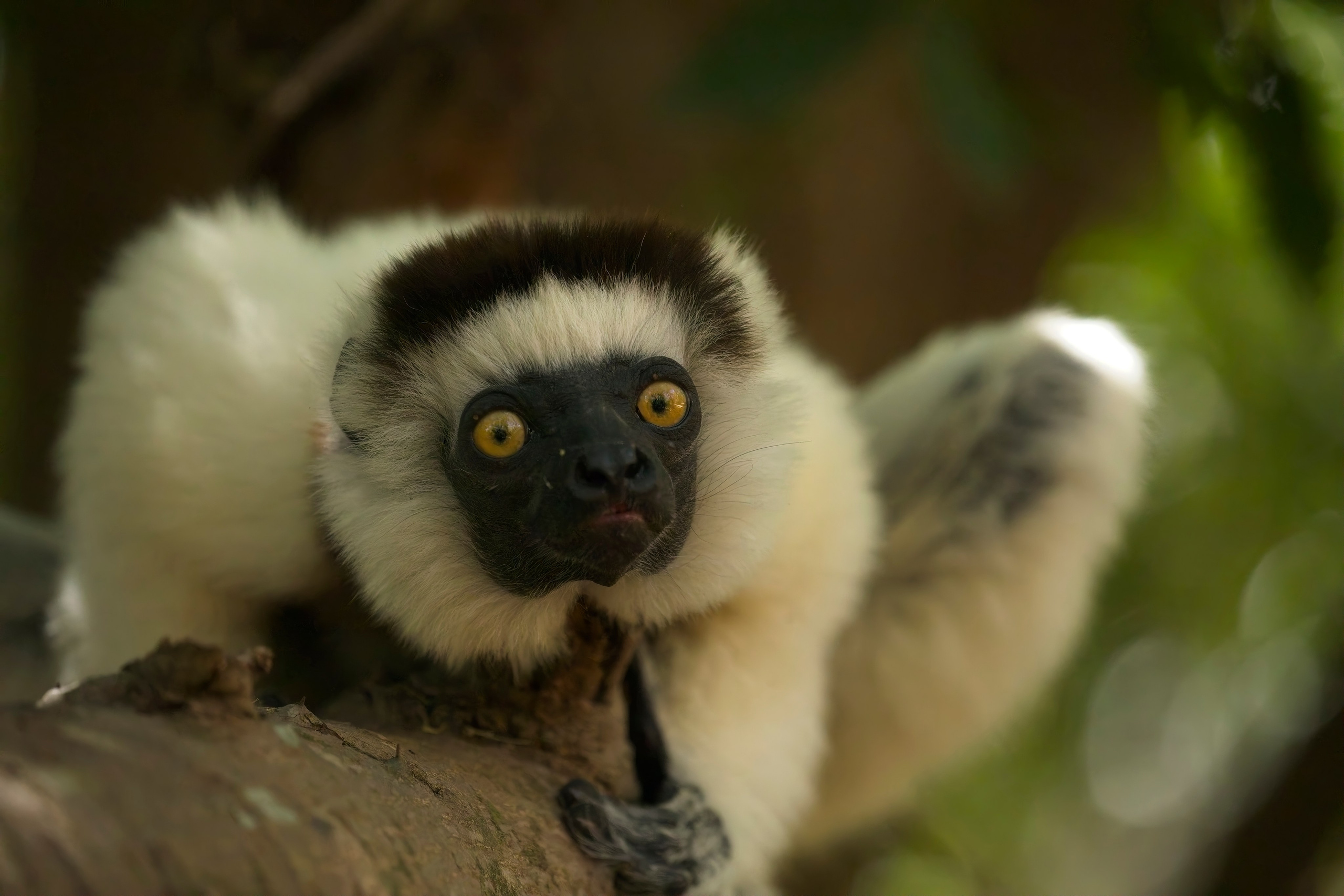 Madagascar. Amateur Nature Photographer