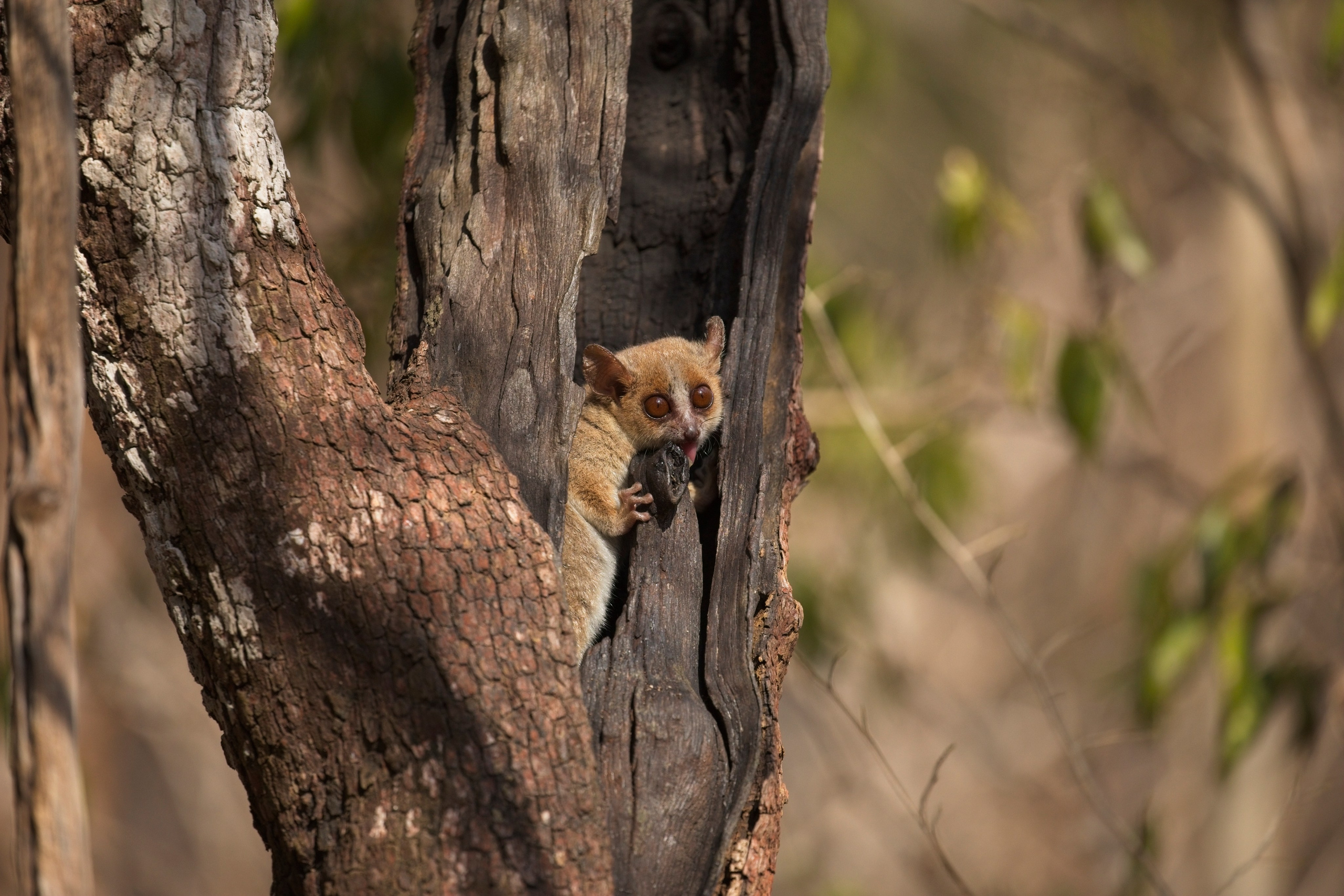 Madagascar. Amateur Nature Photographer