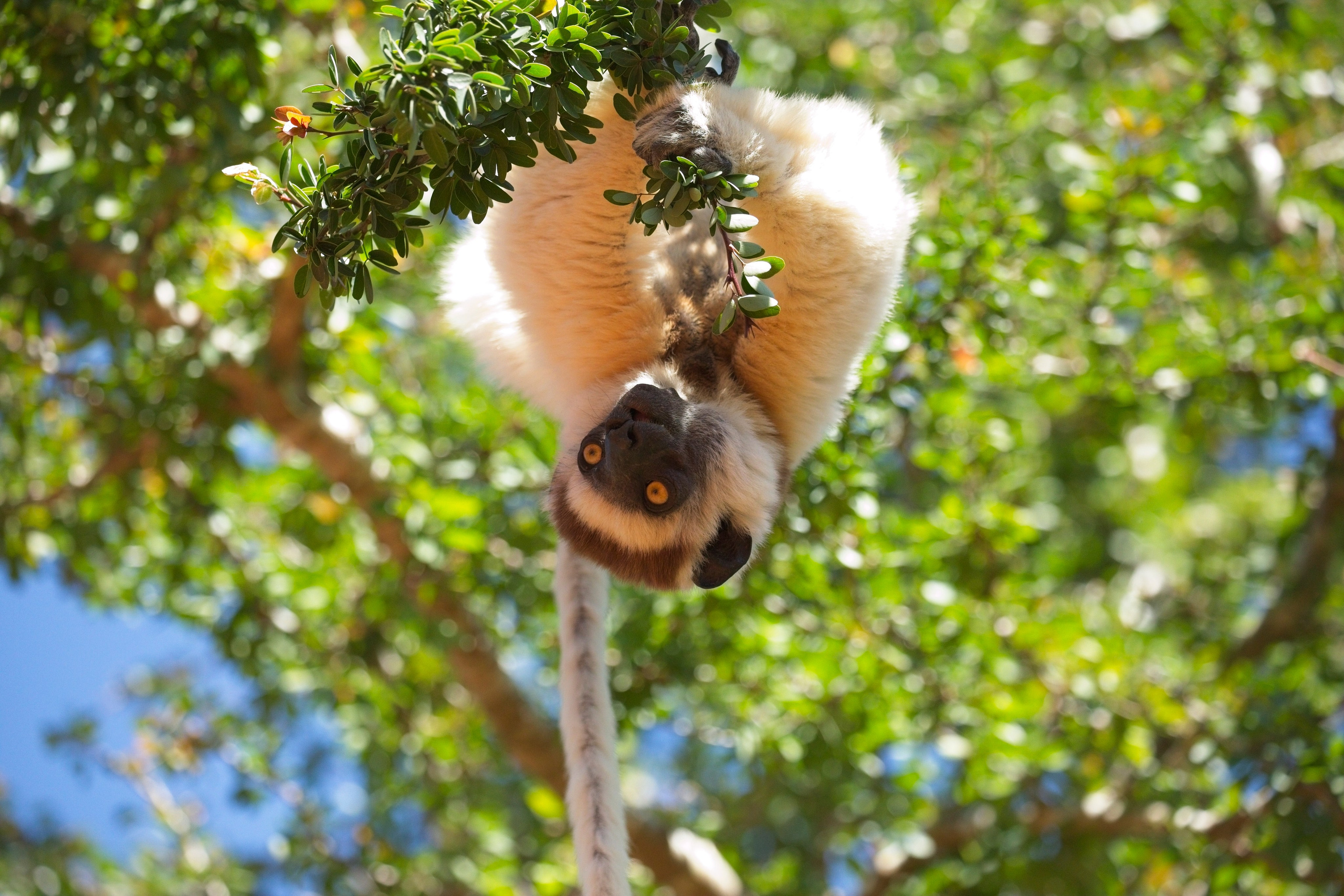 Madagascar. Amateur Nature Photographer