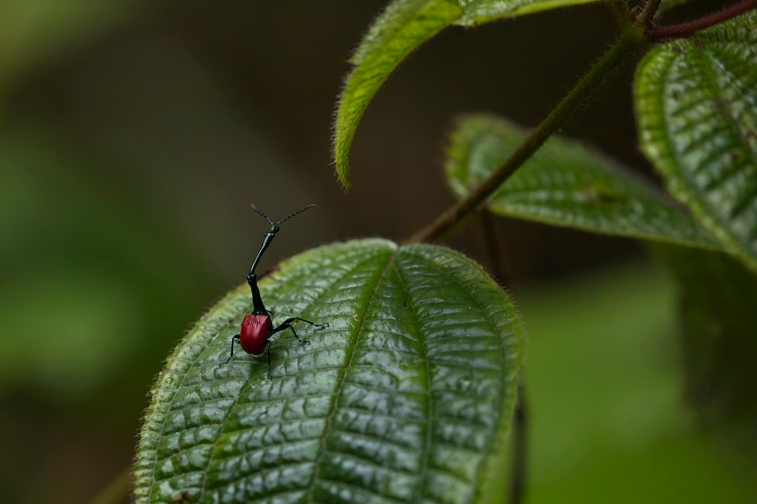 Madagascar. Amateur Nature Photographer
