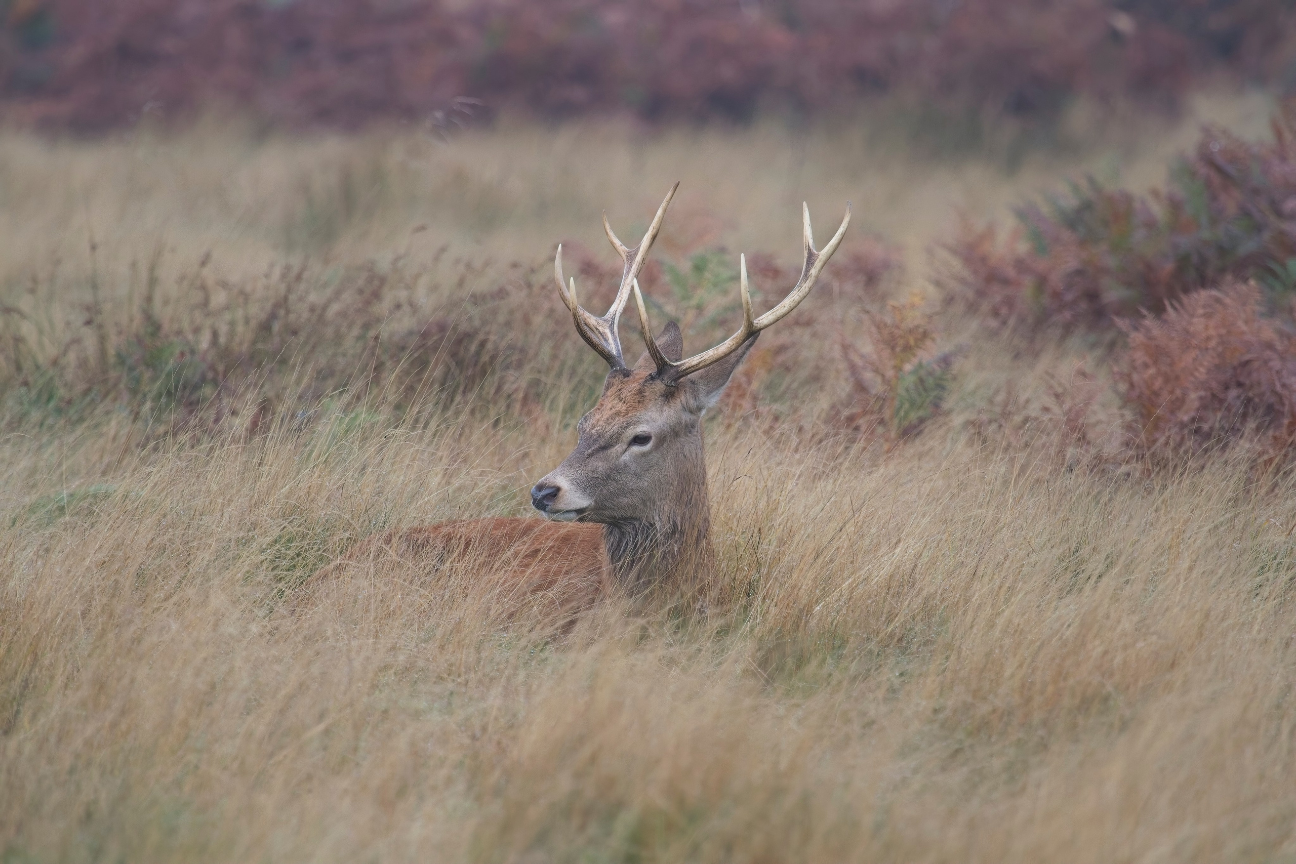 UK. Amateur Nature Photographer