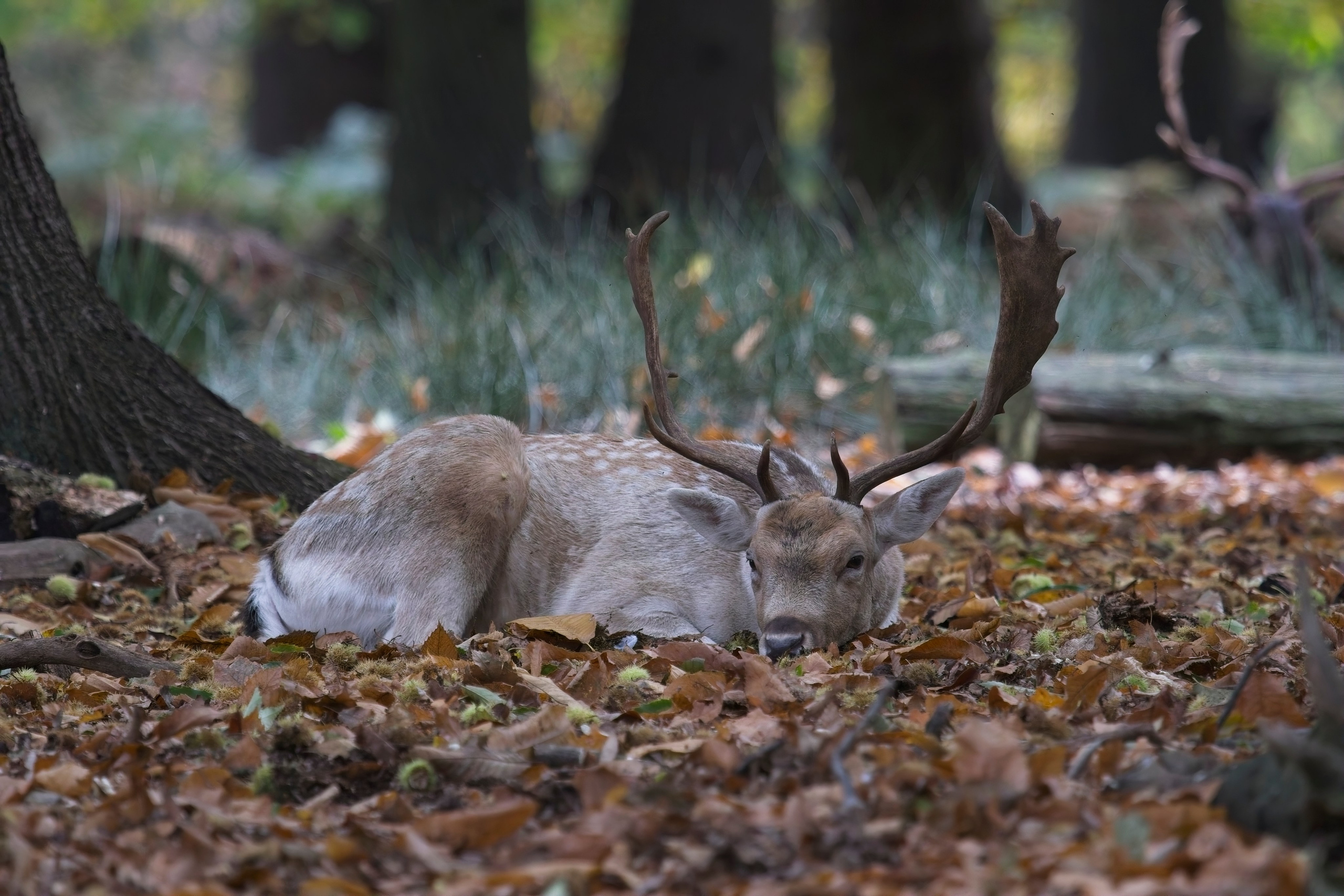 UK. Amateur Nature Photographer
