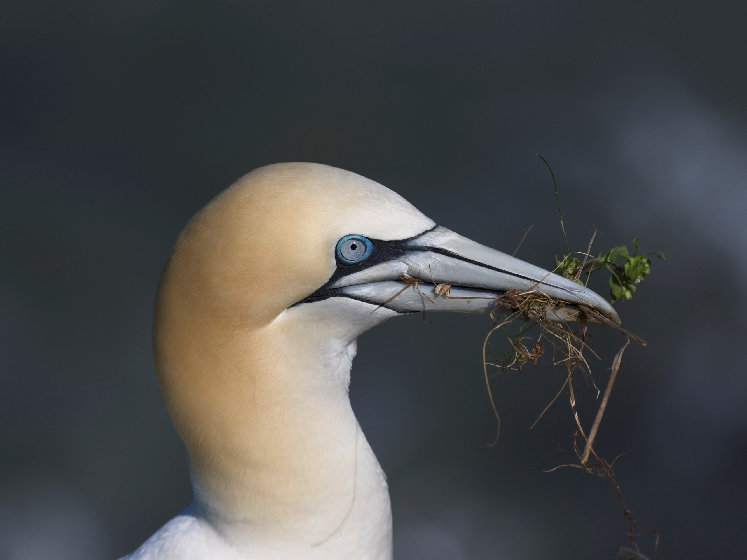 Amateur Nature Photographer
