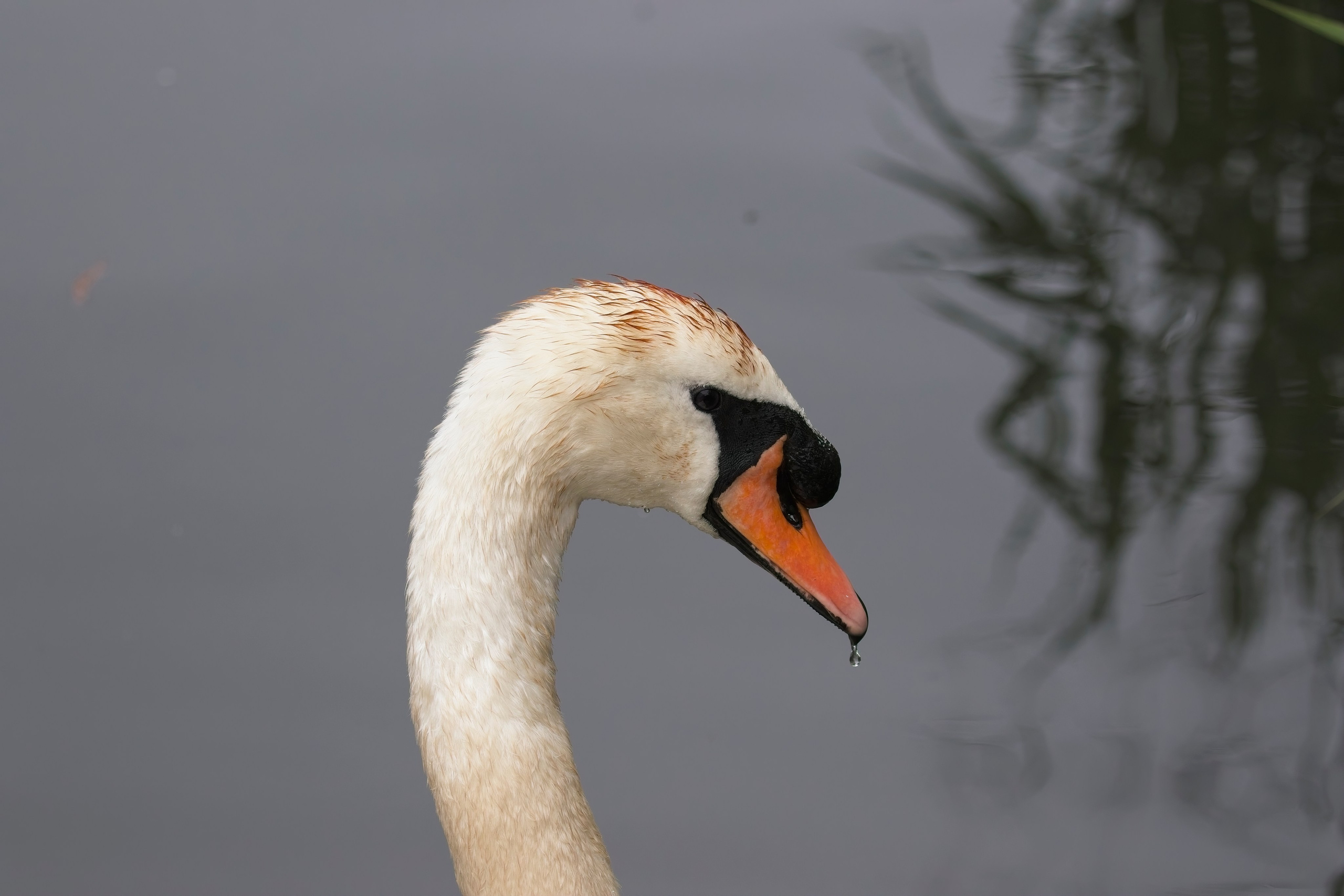 UK. Amateur Nature Photographer