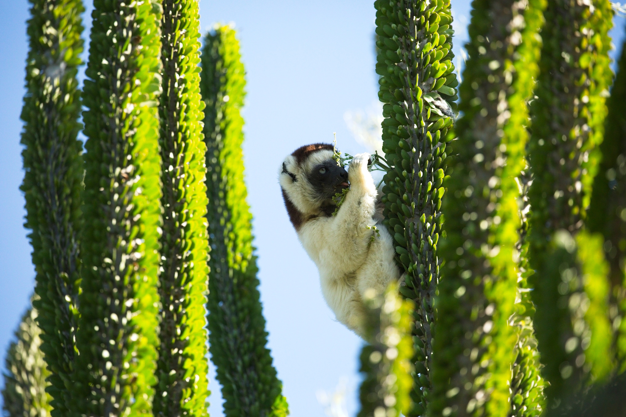 Amateur Nature Photographer