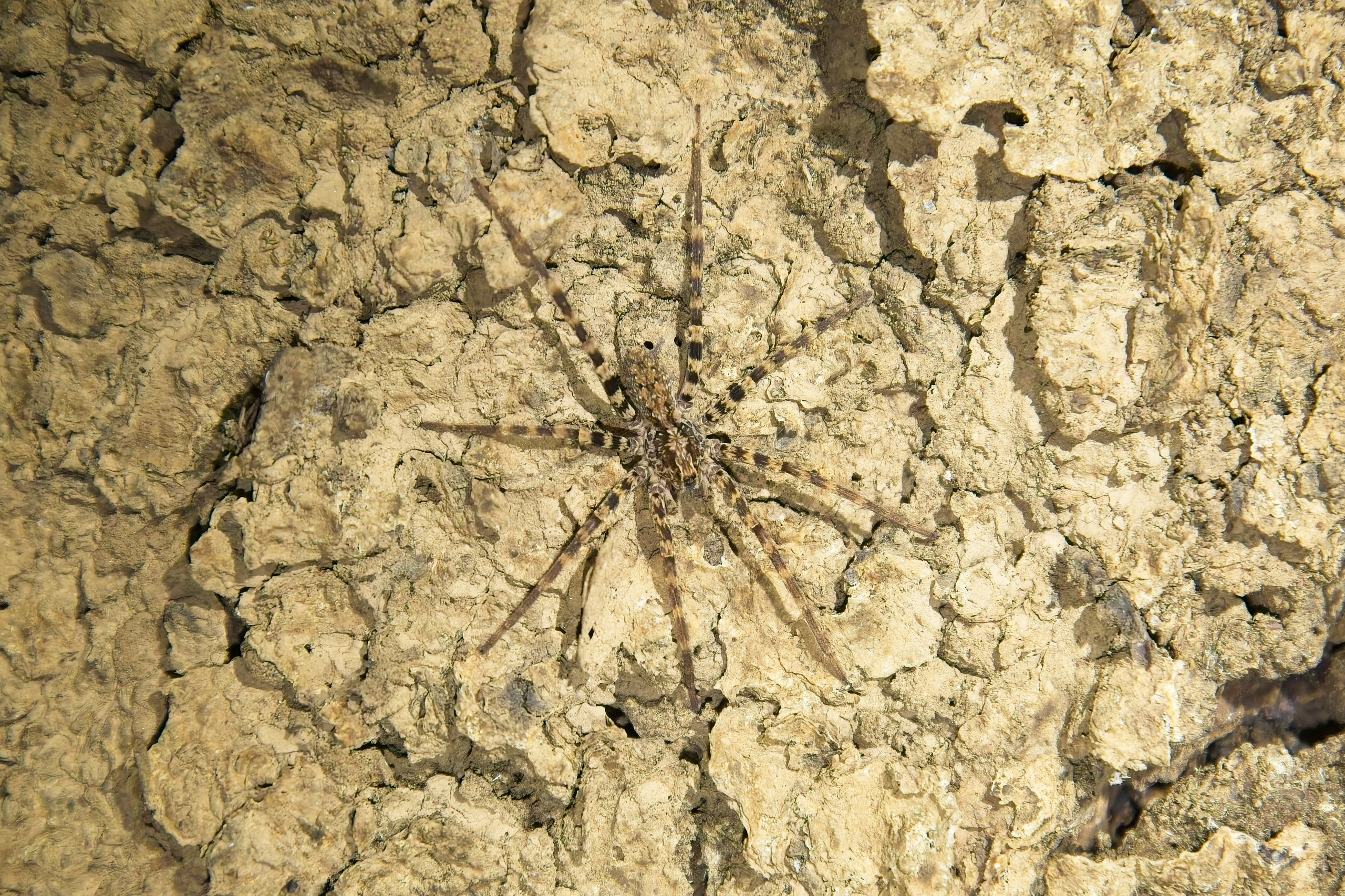 Madagascar. Amateur Nature Photographer