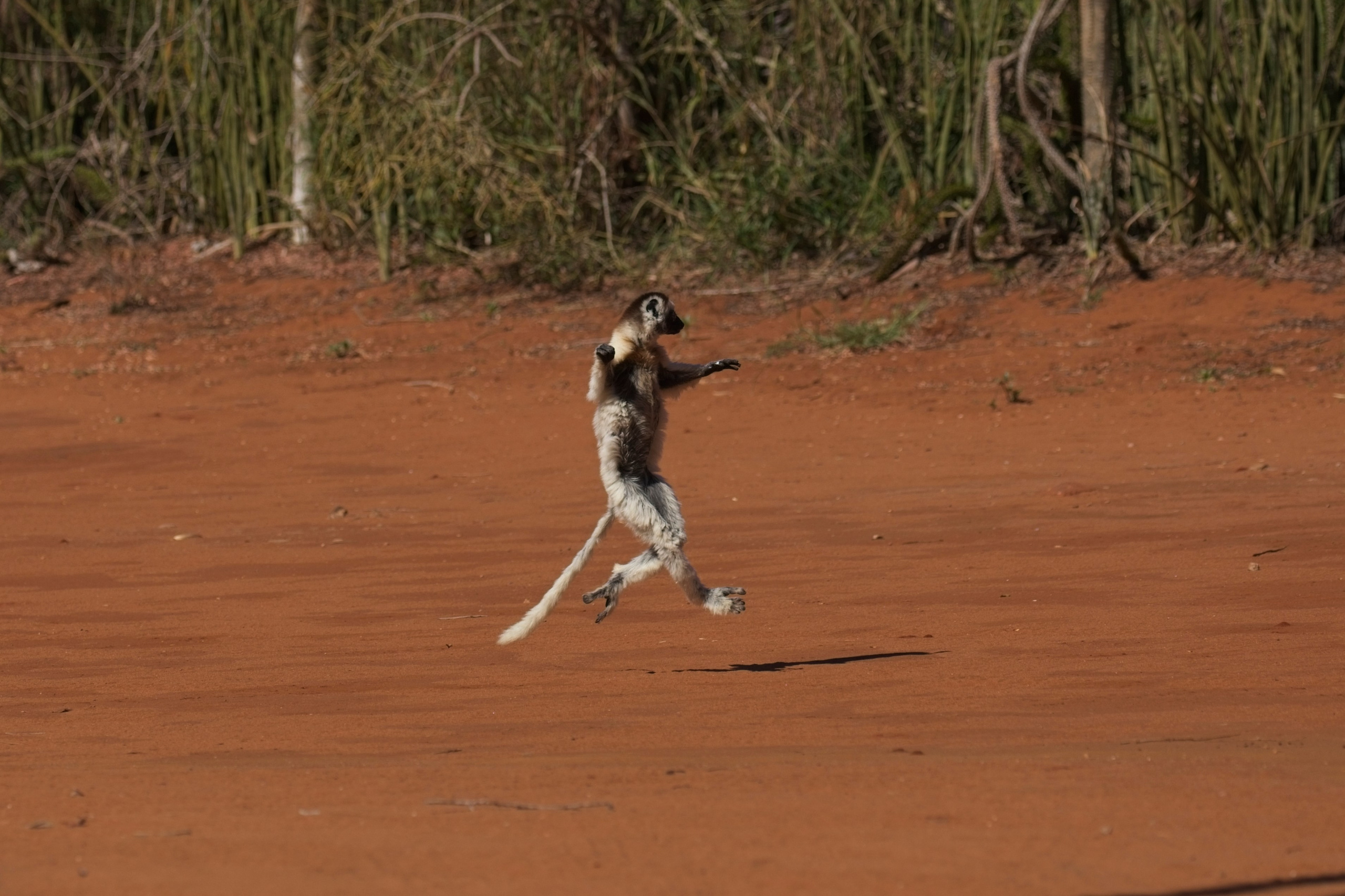 Madagascar. Amateur Nature Photographer