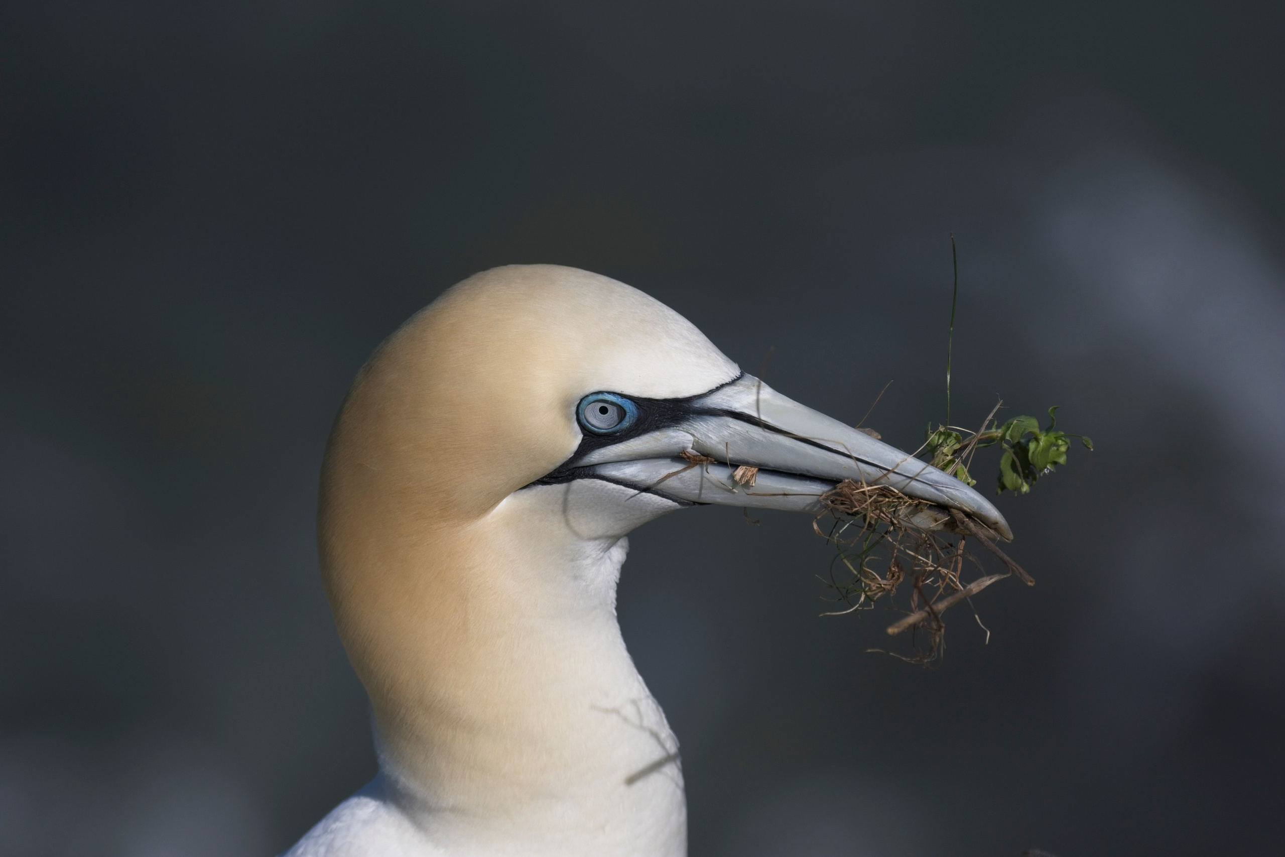 UK. Amateur Nature Photographer