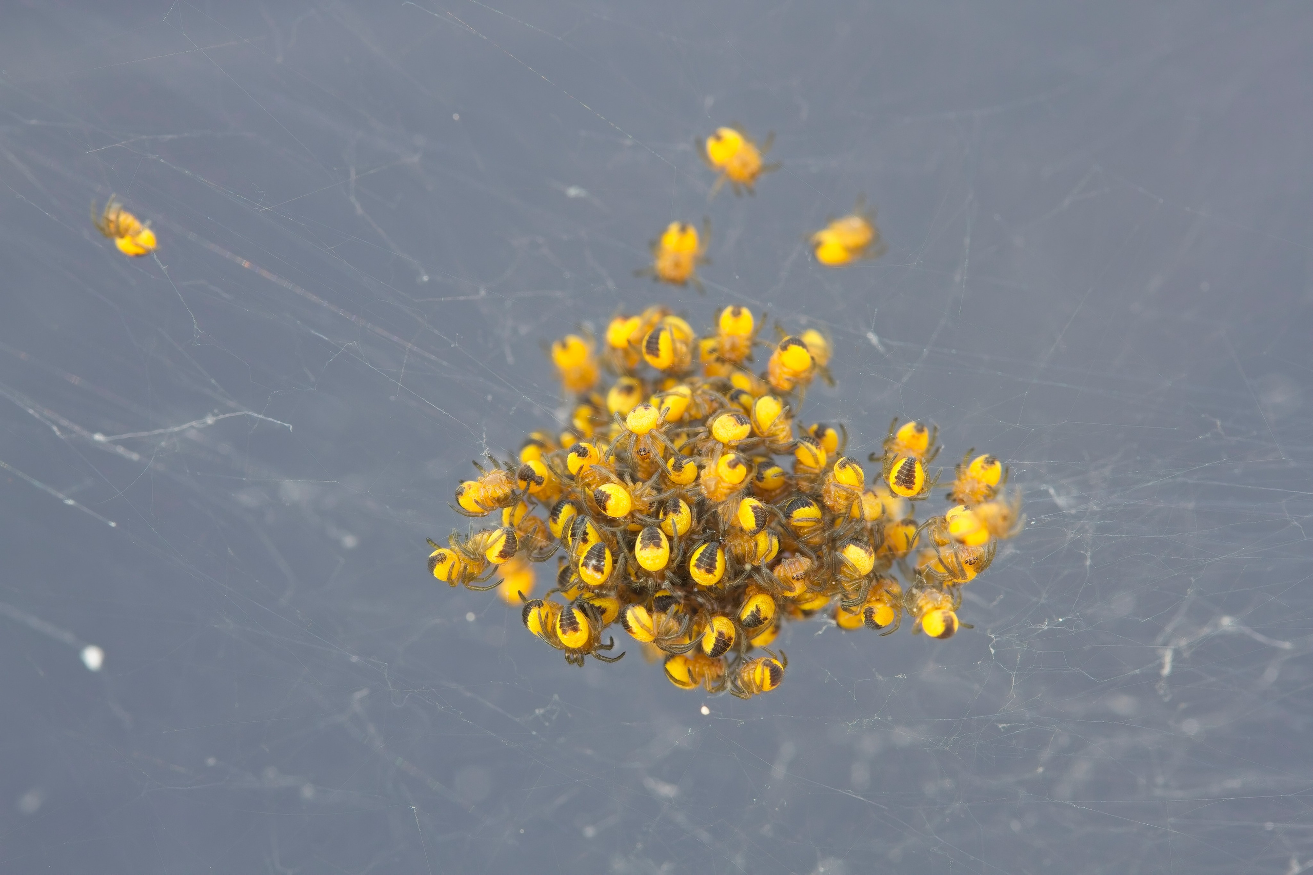 Macro. Amateur Nature Photographer