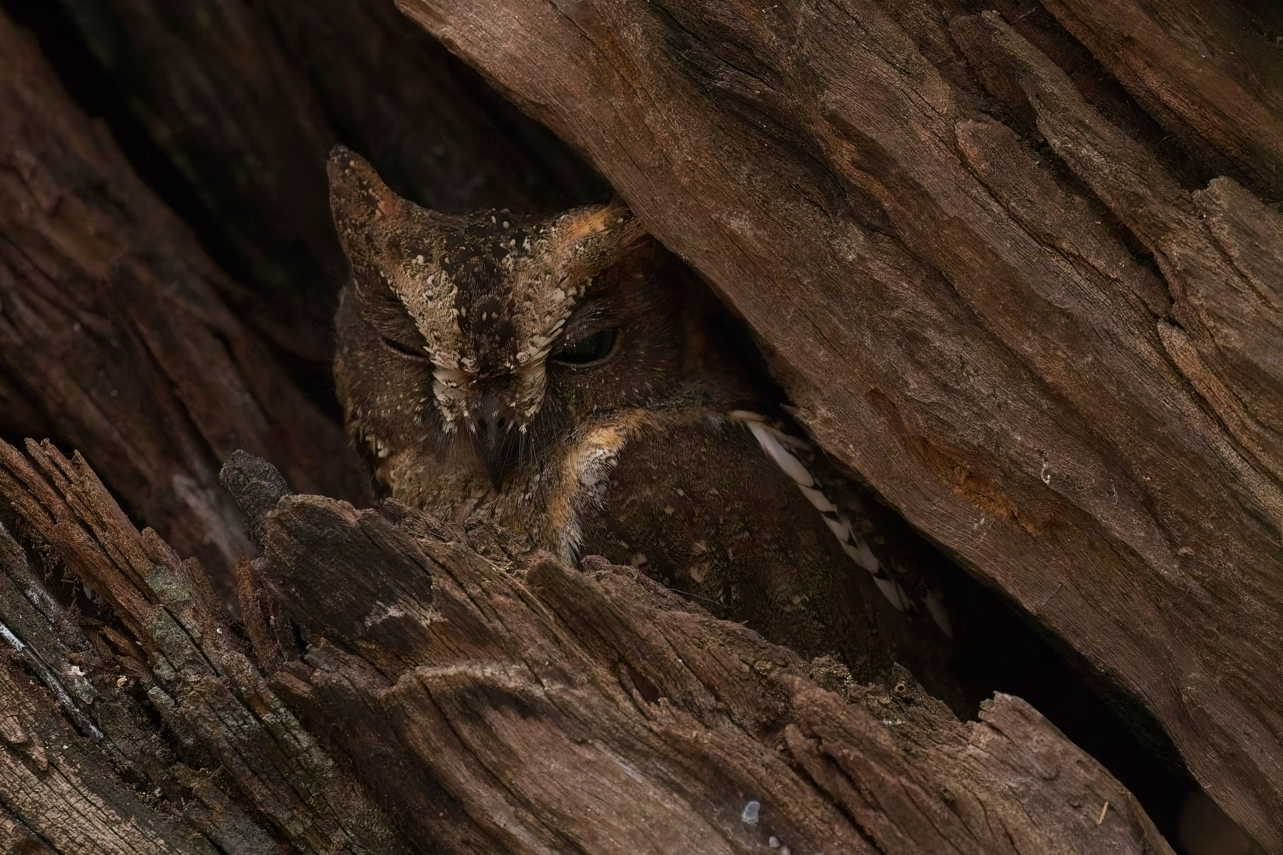 Madagascar. Amateur Nature Photographer