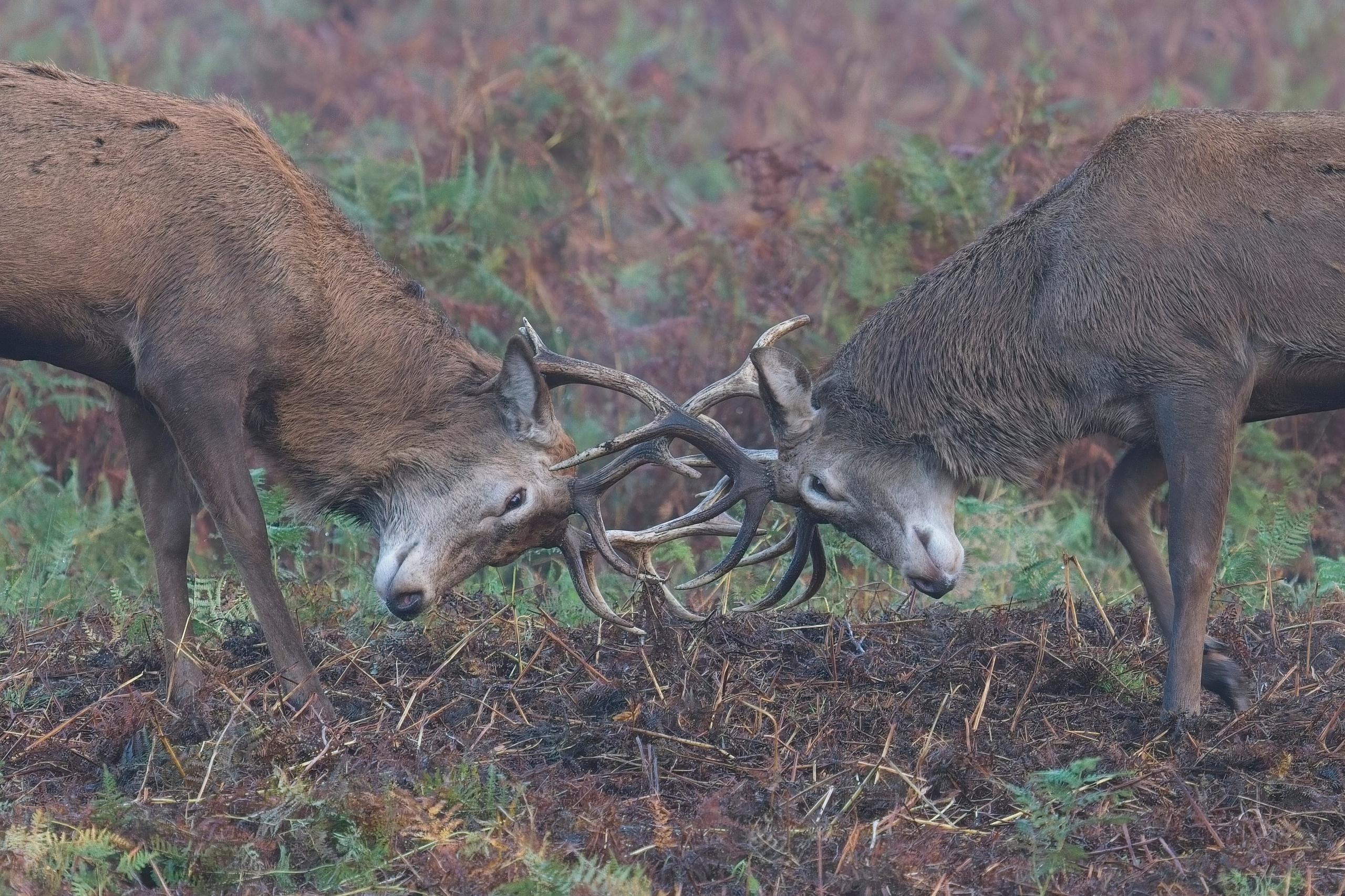 UK. Amateur Nature Photographer