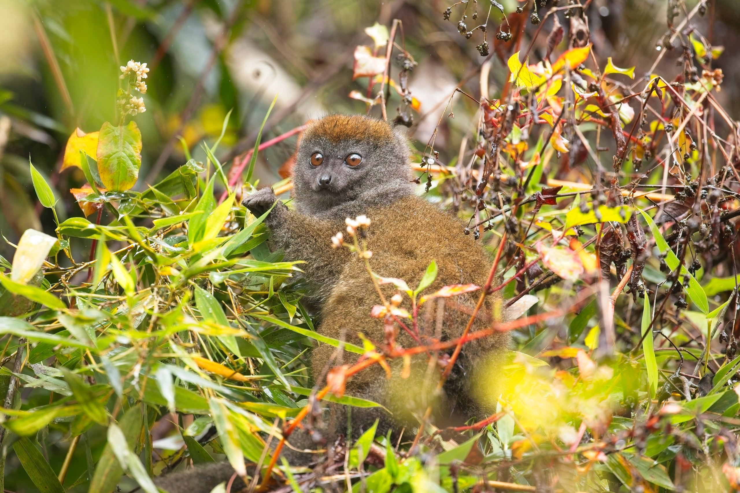 Madagascar. Amateur Nature Photographer
