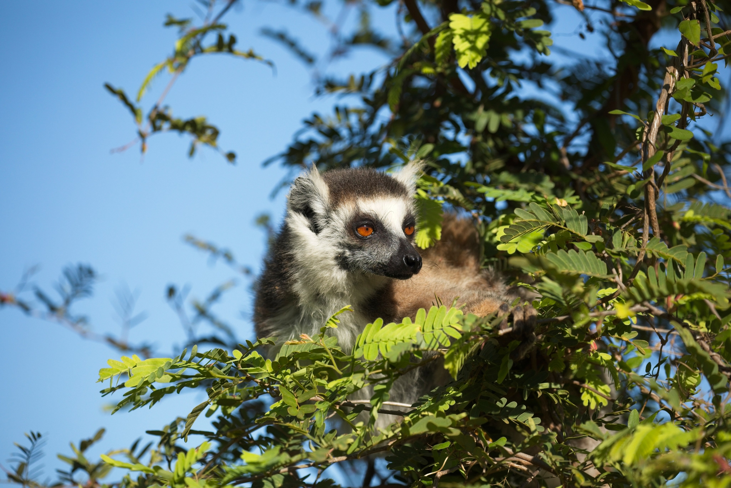 Madagascar. Amateur Nature Photographer