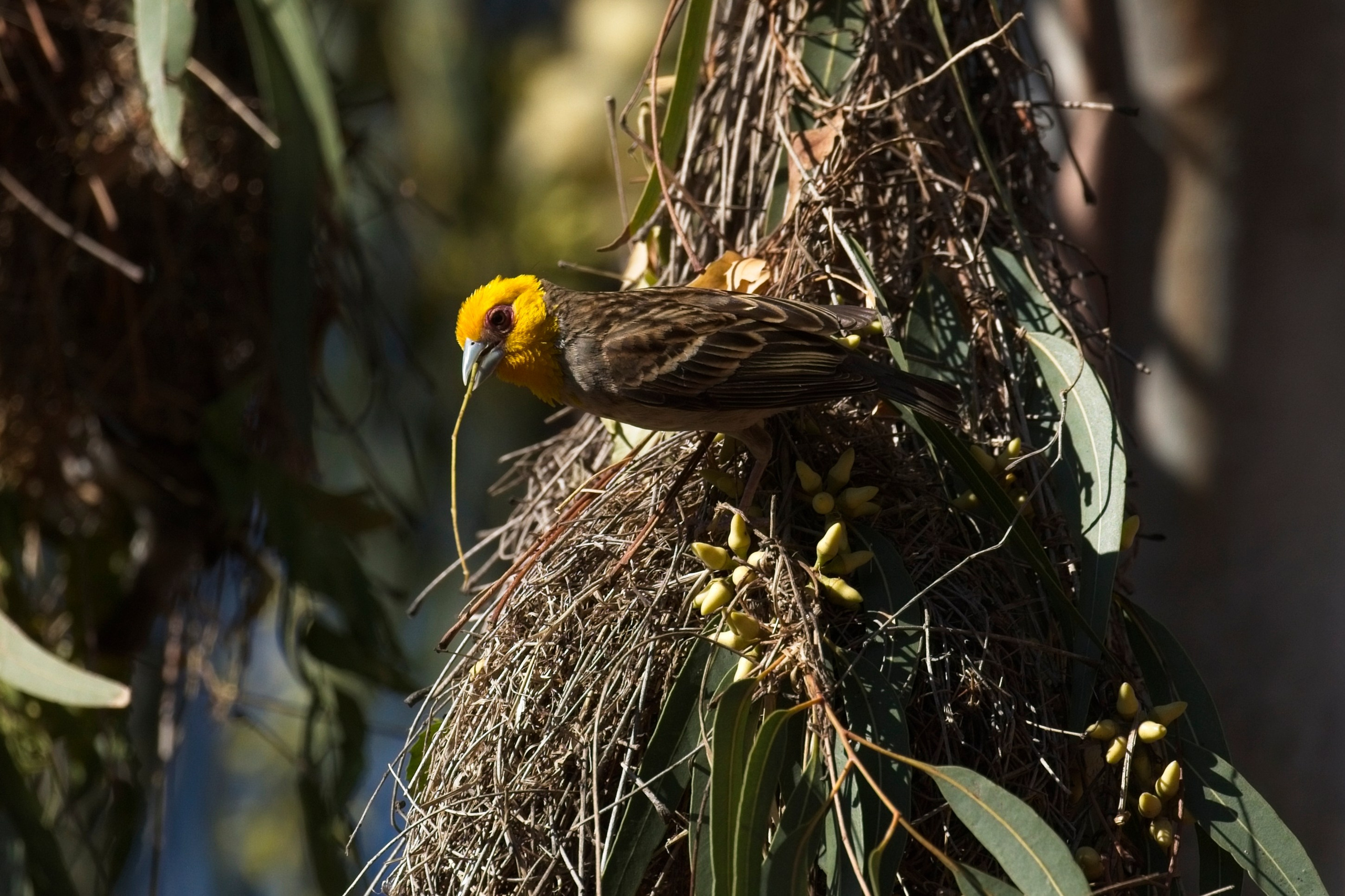 Madagascar. Amateur Nature Photographer