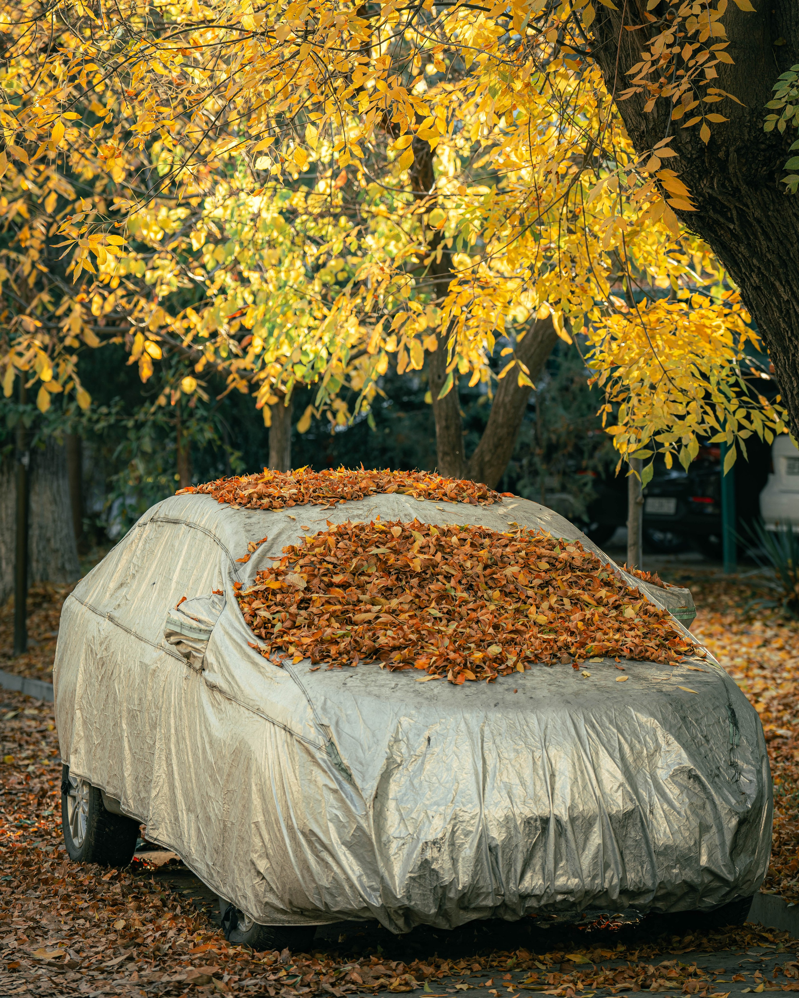 Ташкентская осень. Георгий Намазов | Фотограф в Ташкенте