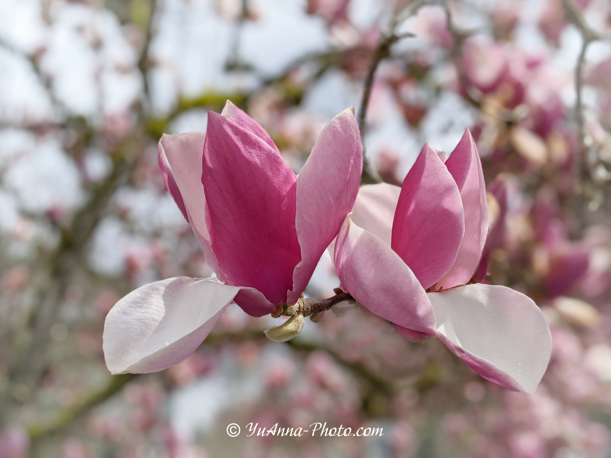 Spring Blossom. YuAnna studio. Family & Kids Photographer in Seattle area, located in