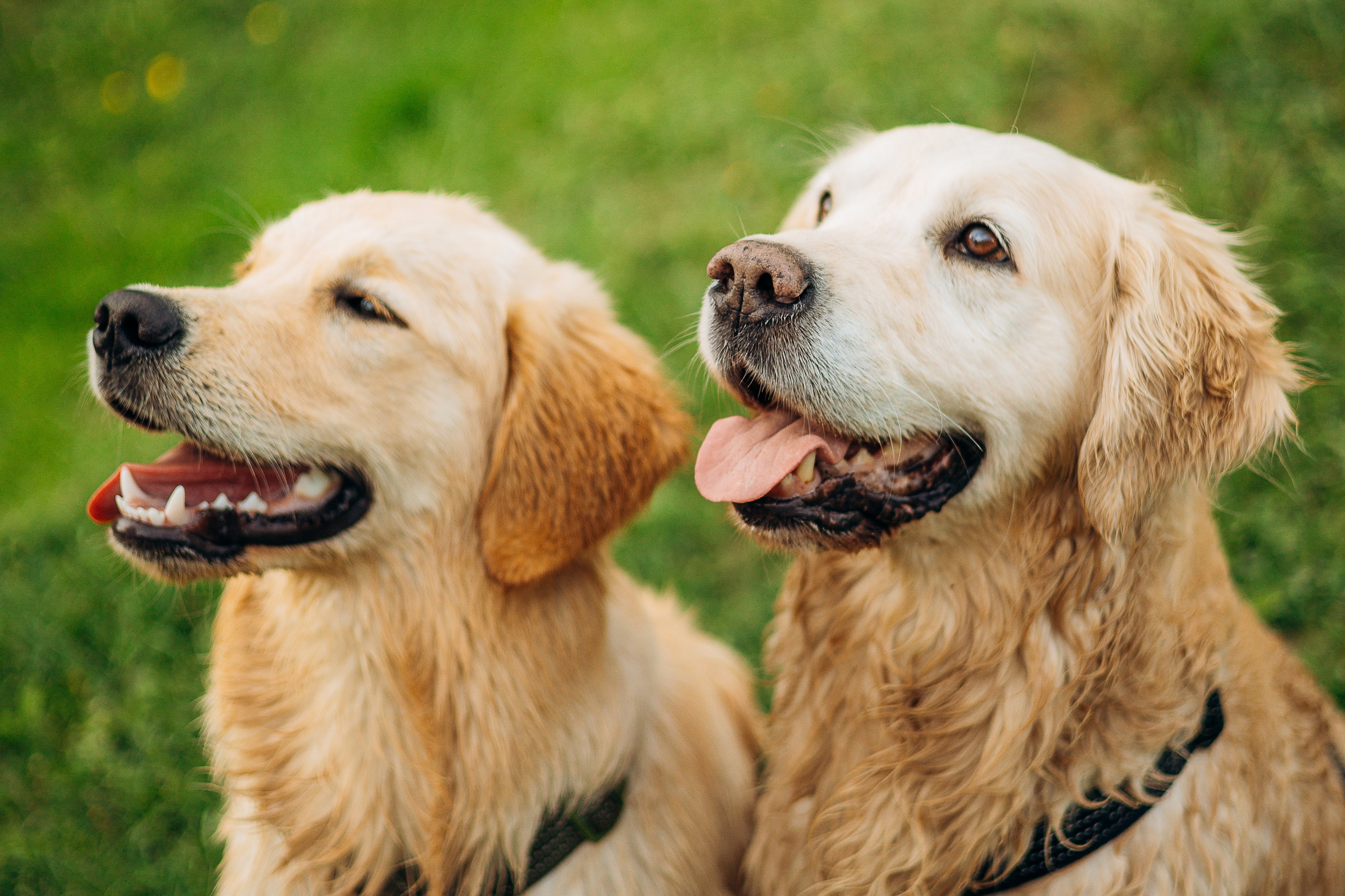 Настя, Арчи, Арагон. Фотограф-анималист | Белград