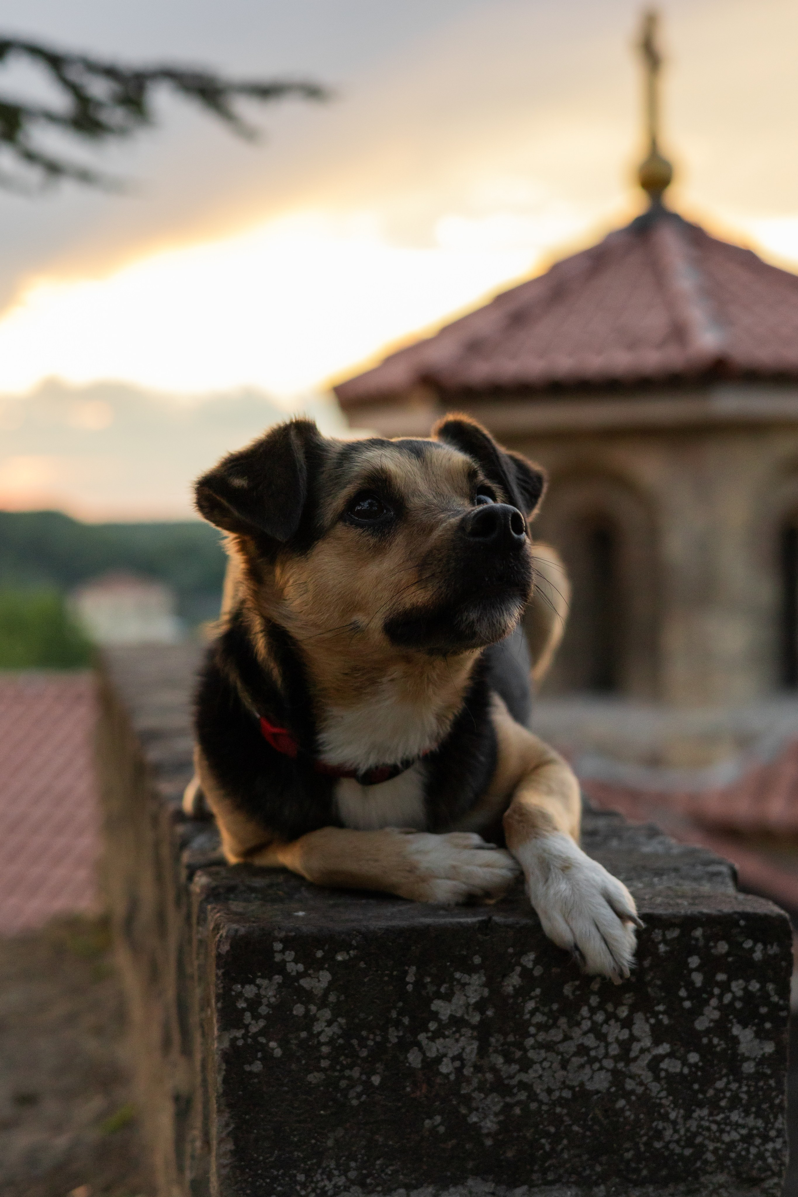 Настя, Денис и Мося. Фотограф-анималист | Белград