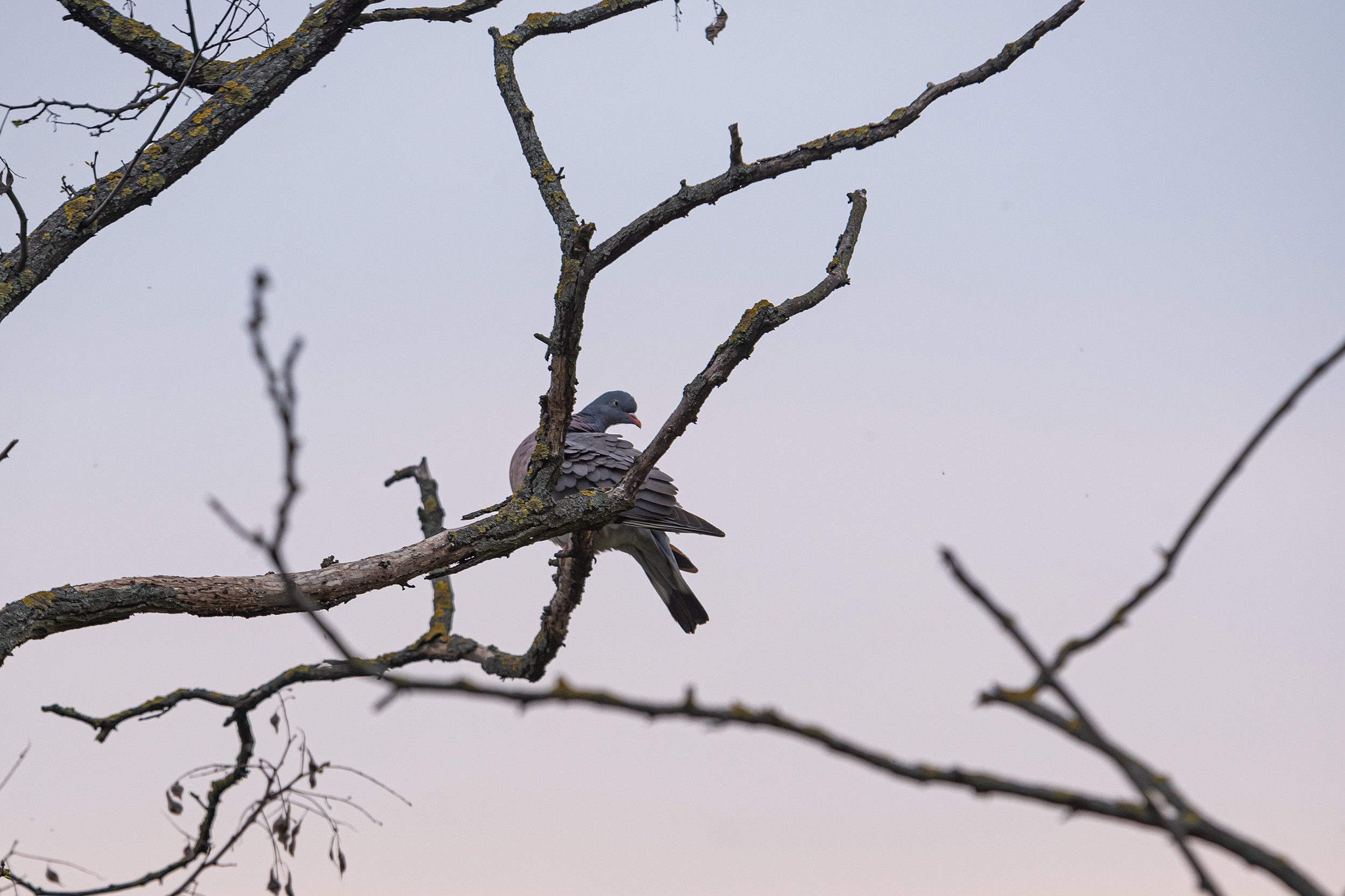 Lublin. Photographer in Yerevan
