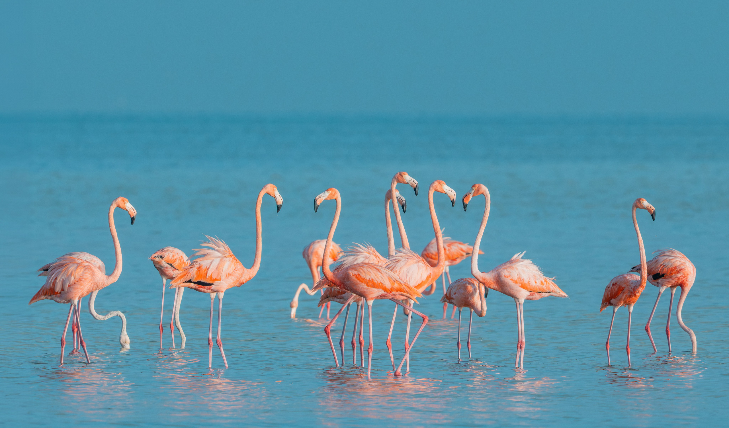 Flamencos. Nature photographer Yuri Soria-Galvarro