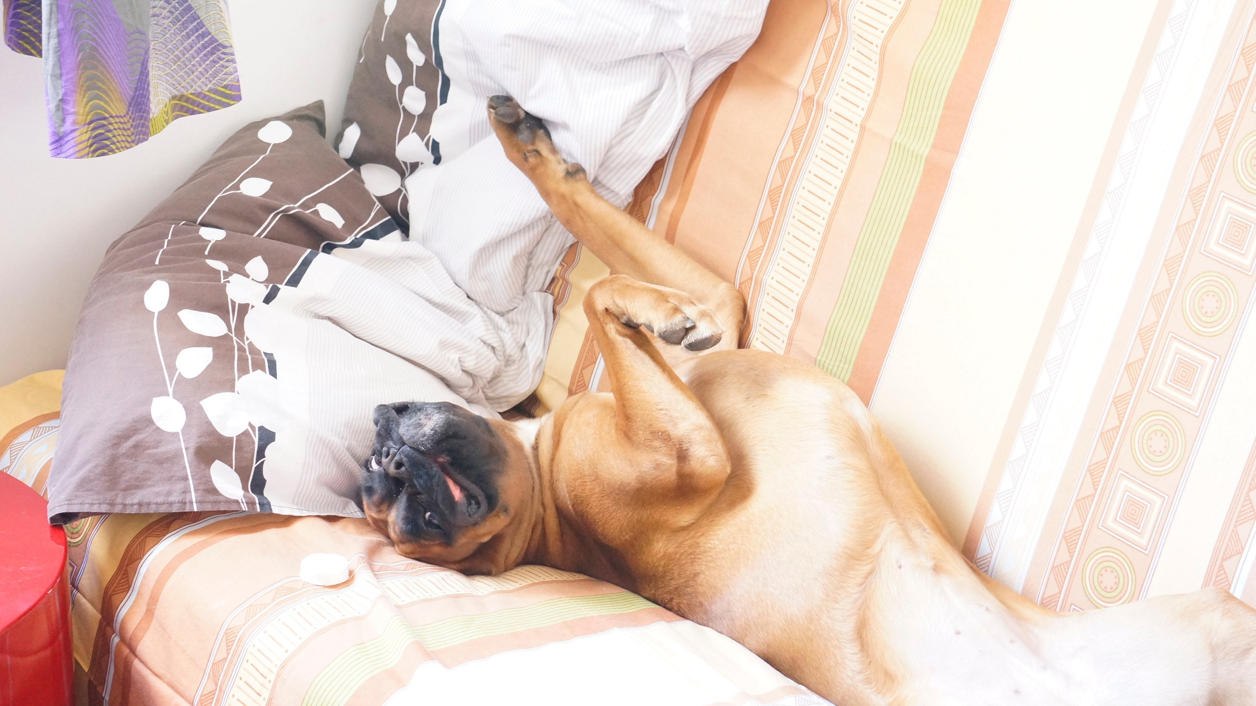 My ״Star״ Boxer Dog