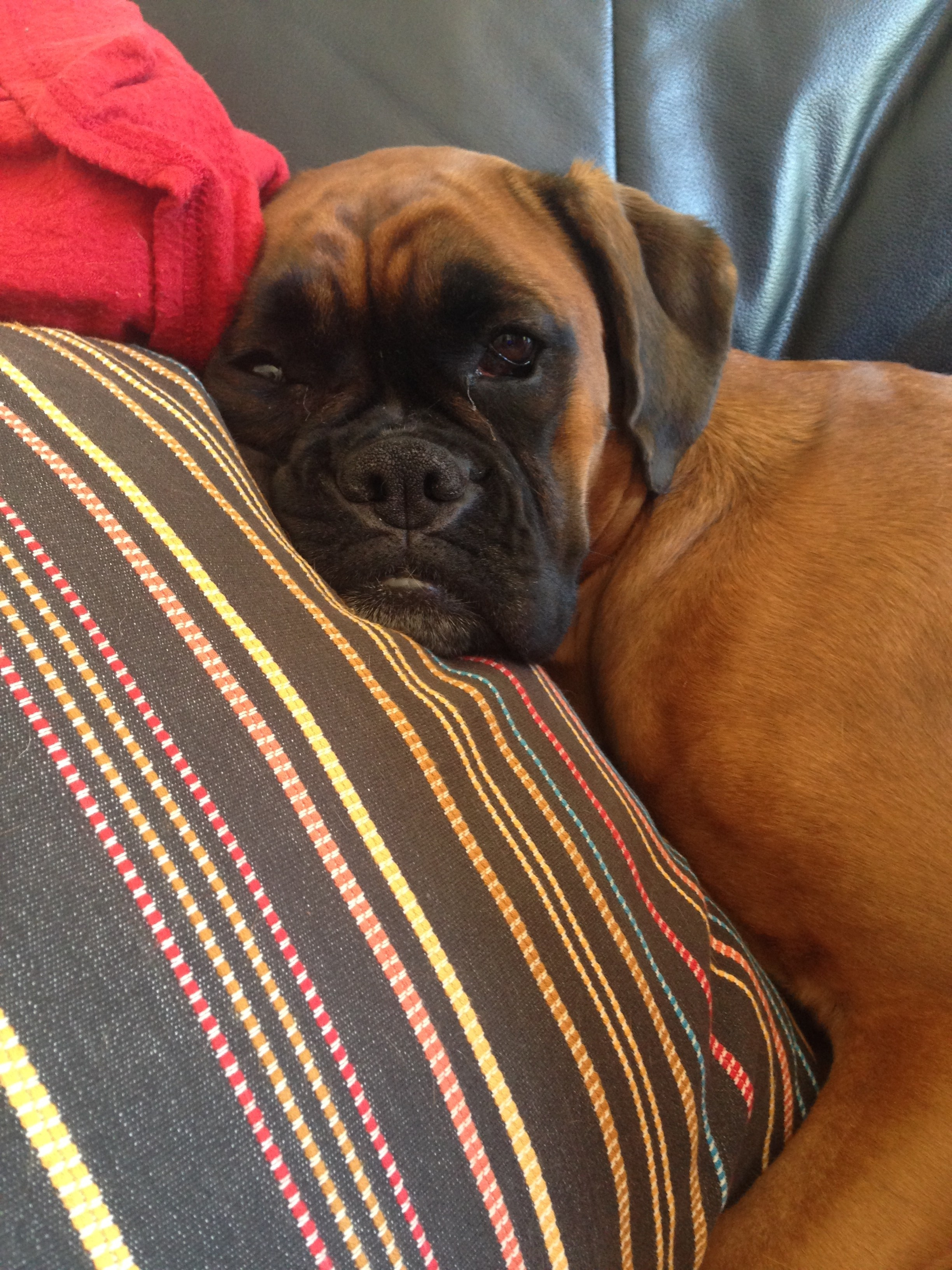 My ״Star״ Boxer Dog